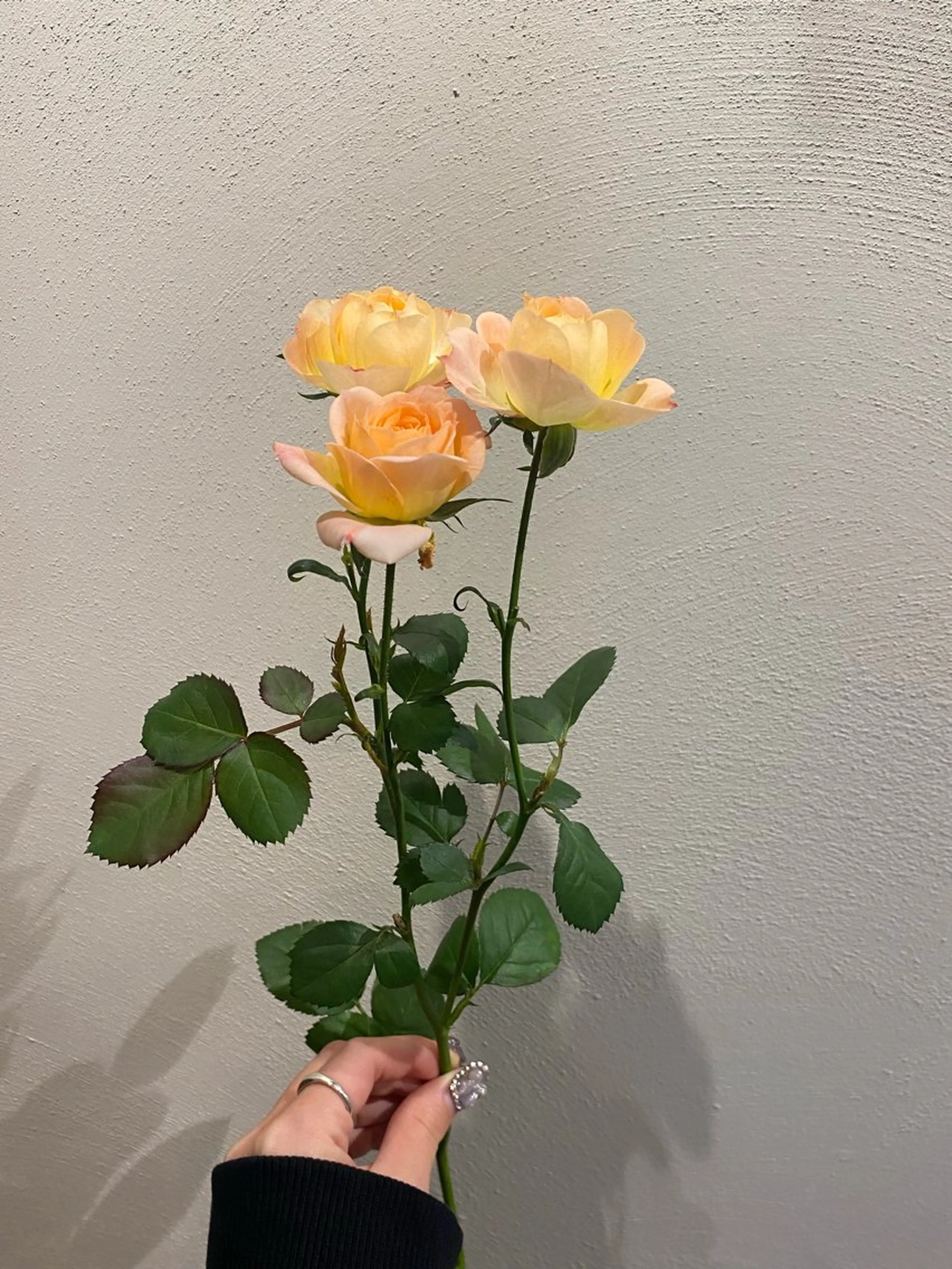 カット ヘアカラー トリートメント 🌻花屋併設🌻濱 幸帆のヘアスタイル