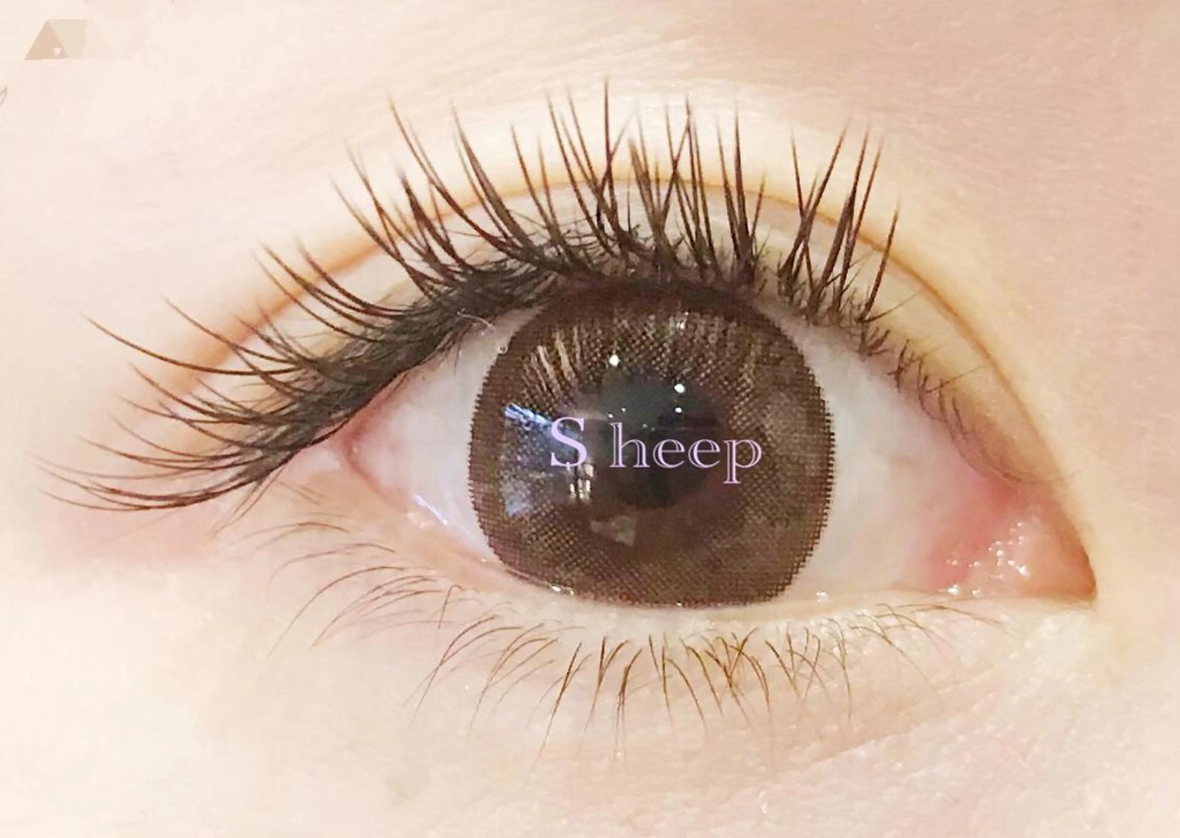 120本☆ミンク4980円/セーブル5500円/フラット6000円(オフ込)の写真