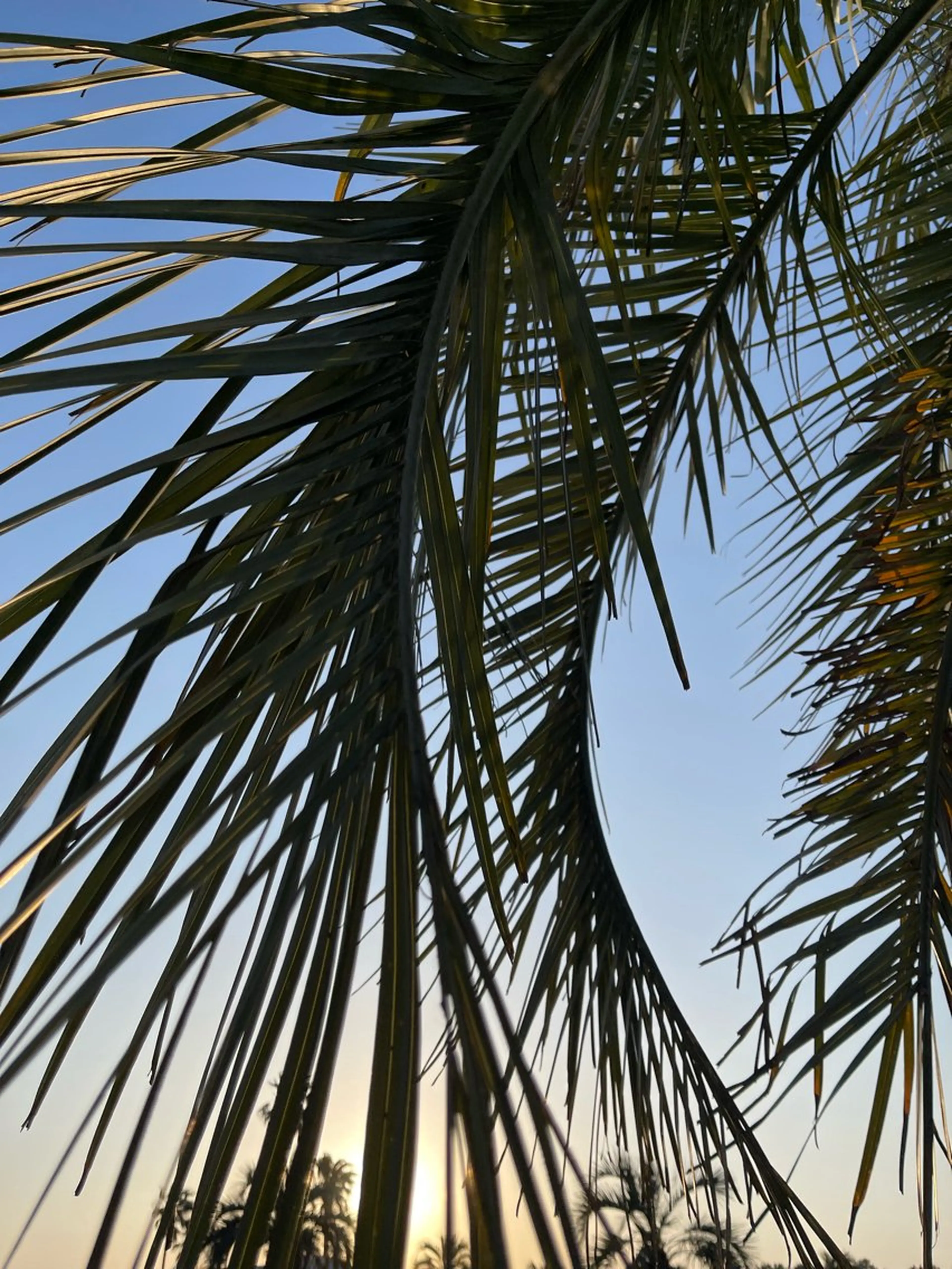 マツエク・マツパ NOA 🏝🌞のマツエク・マツパデザイン