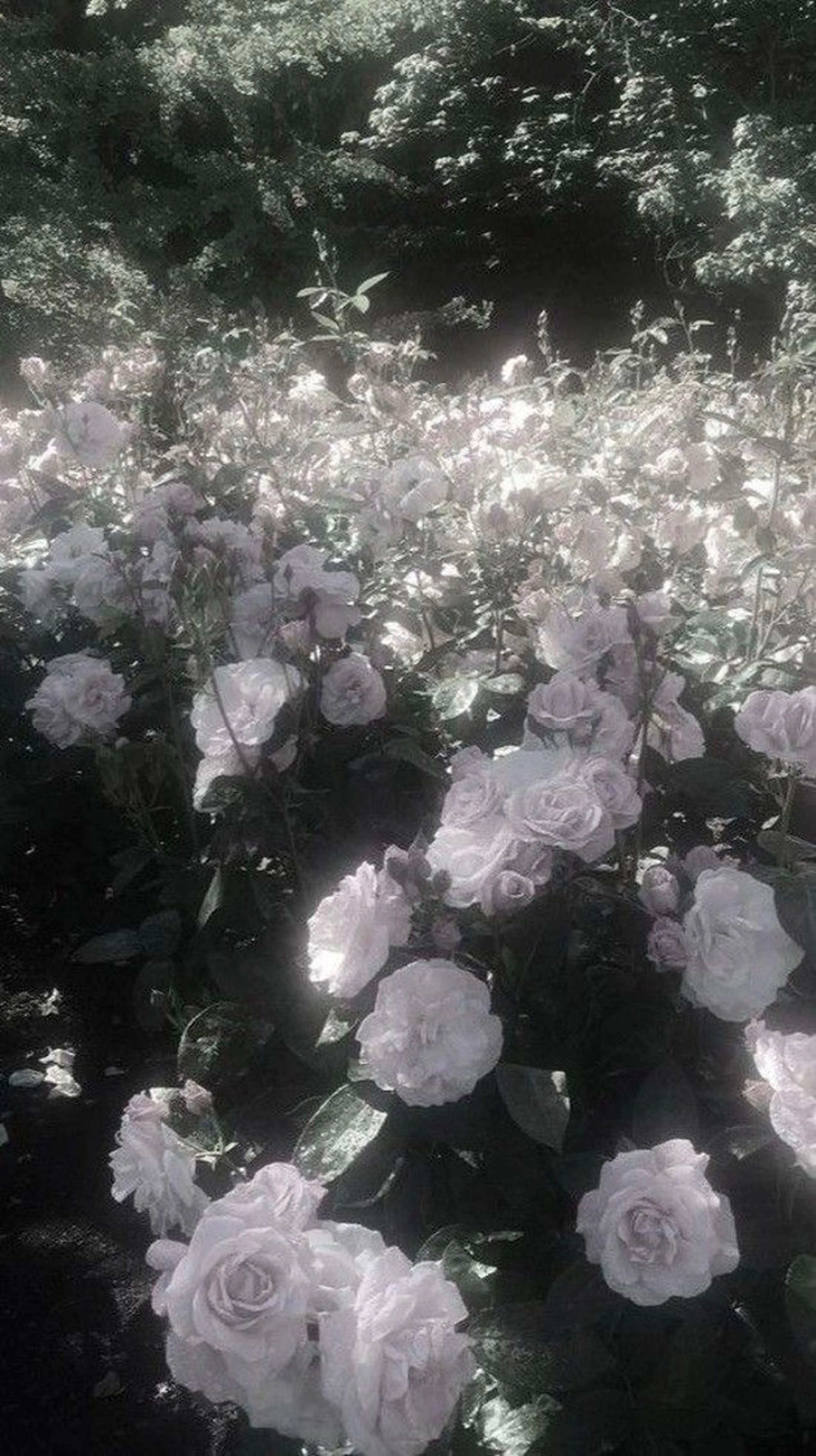 マツエク・マツパ 🤍バインドロック 新丸子🤍由佳の眉毛・アイブロウイメージ