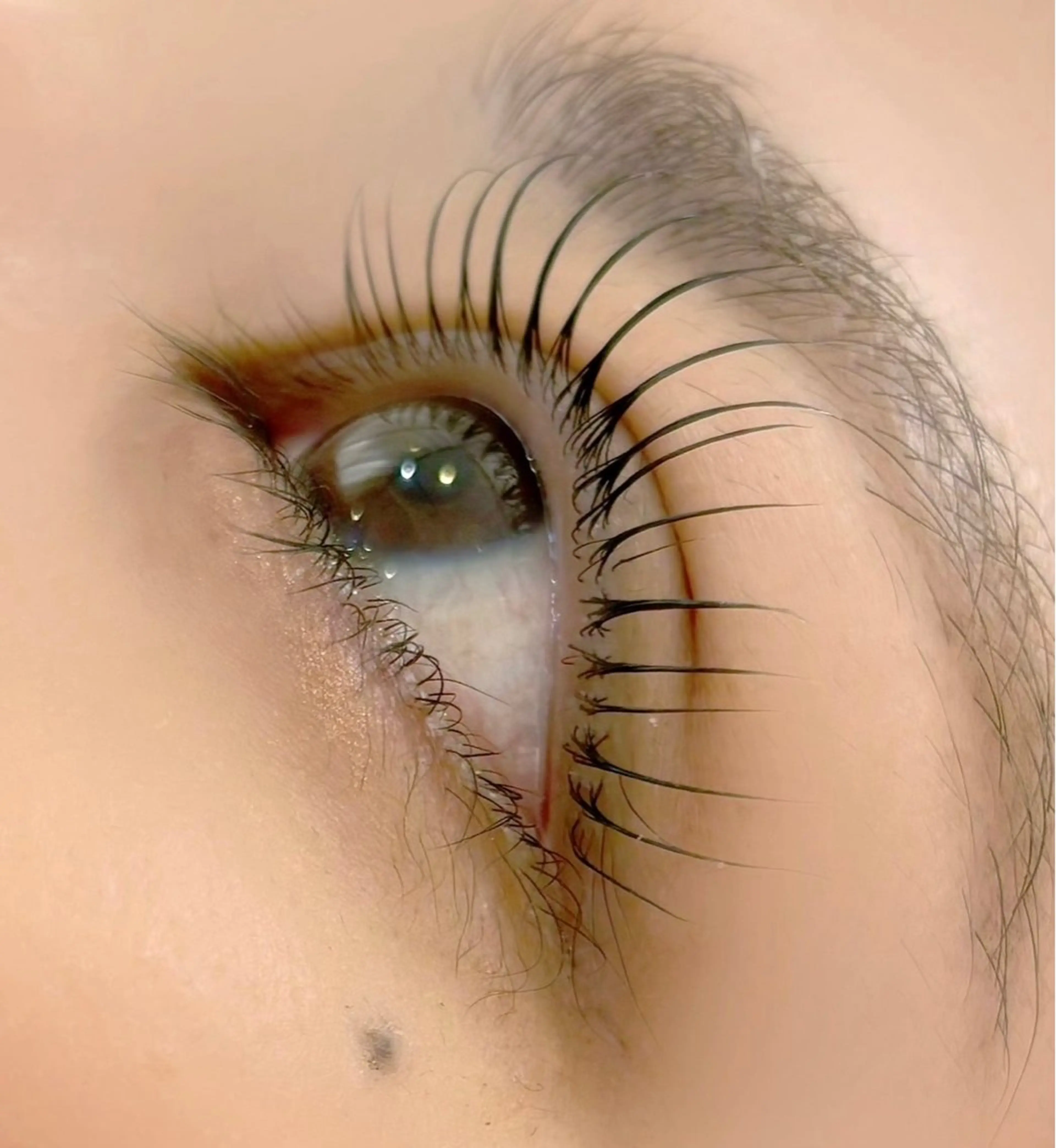 🌷4月5月平日限定🌷UPwardLIFT®︎ ✴︎上まつげ✴︎       コーティング付き！！🦋の写真