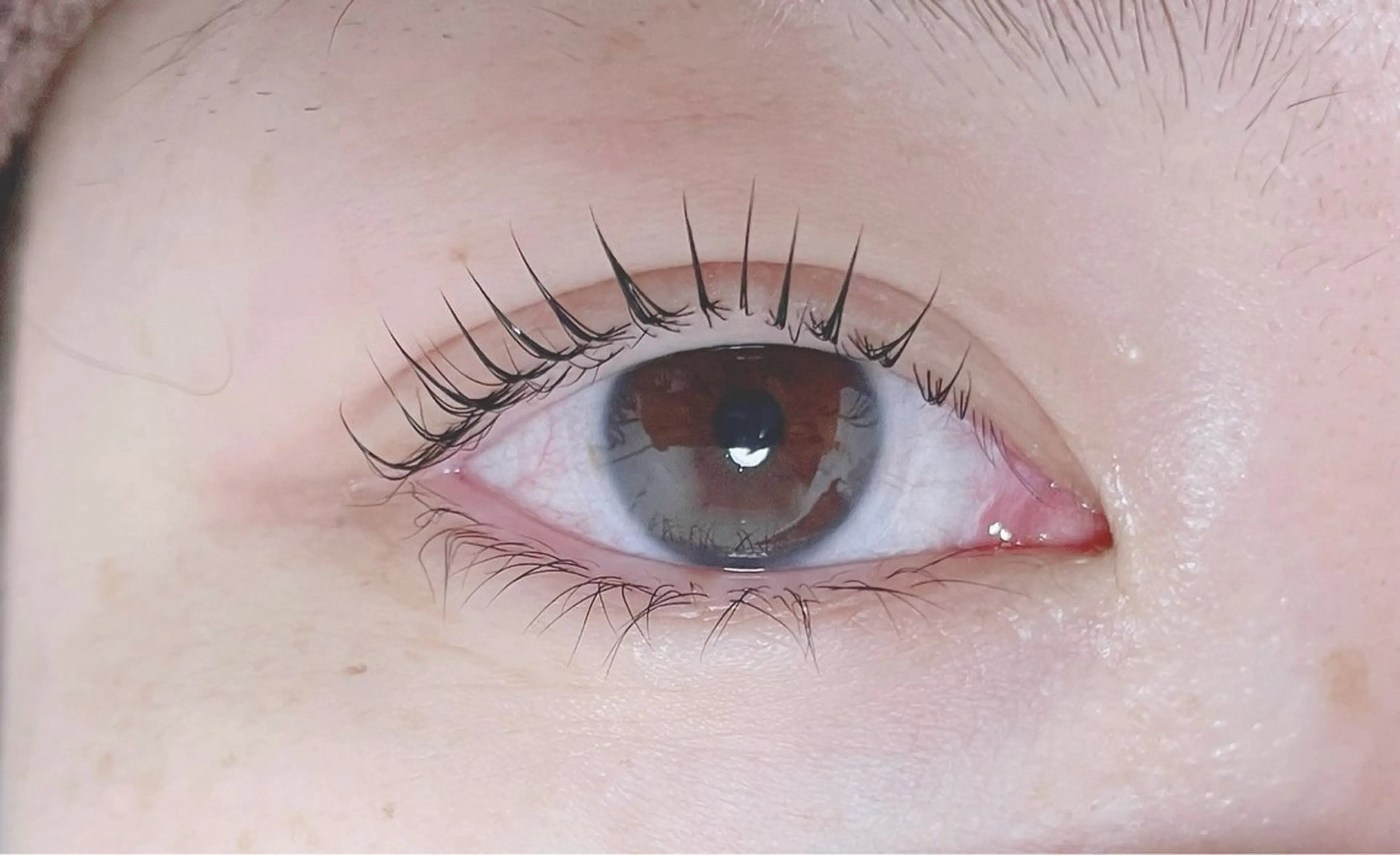 パリジェンヌラッシュリフト/コーティング込みの写真