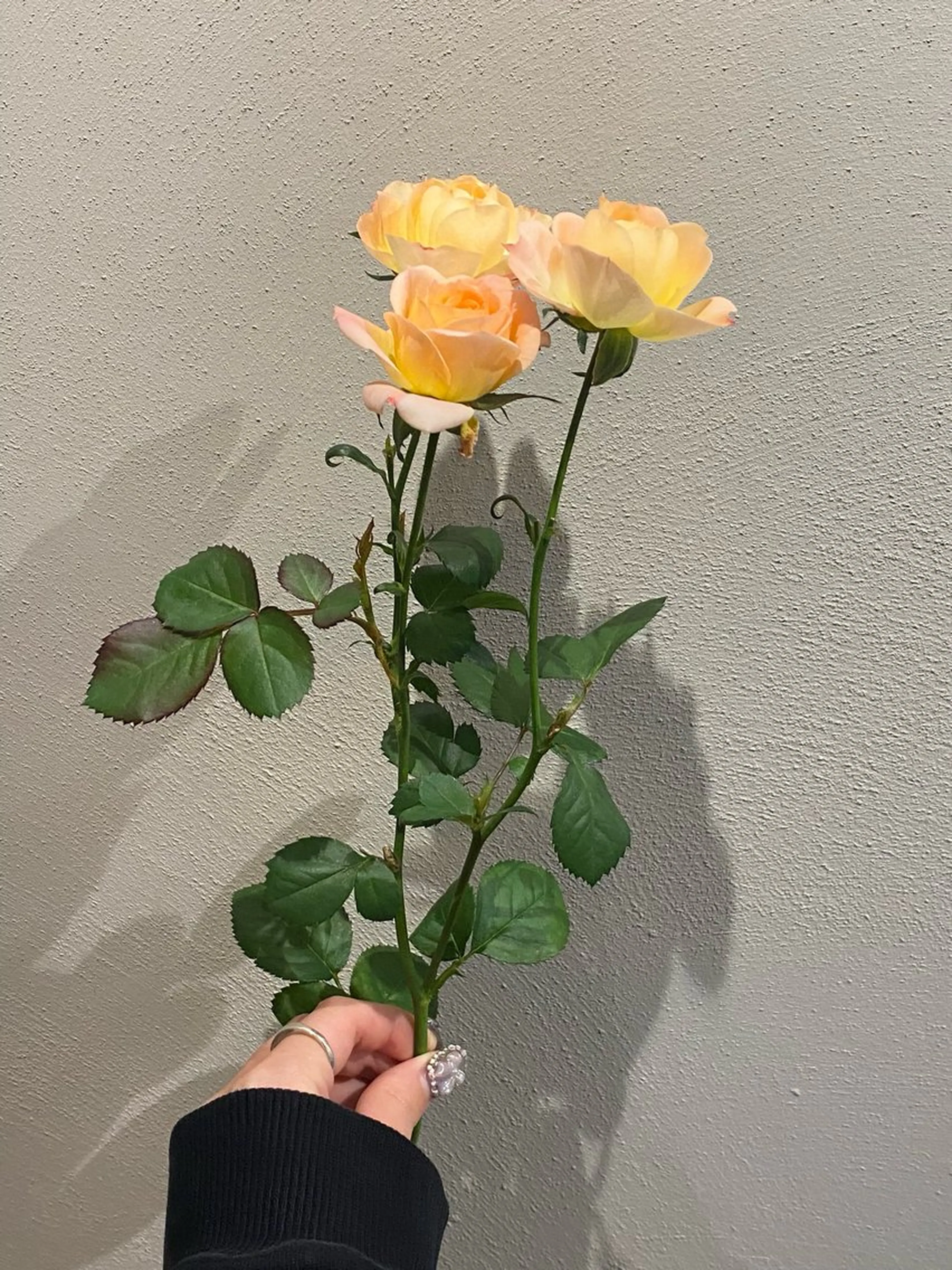 カット ヘアカラー トリートメント 🌻花屋併設🌻濱 幸帆のヘアスタイル