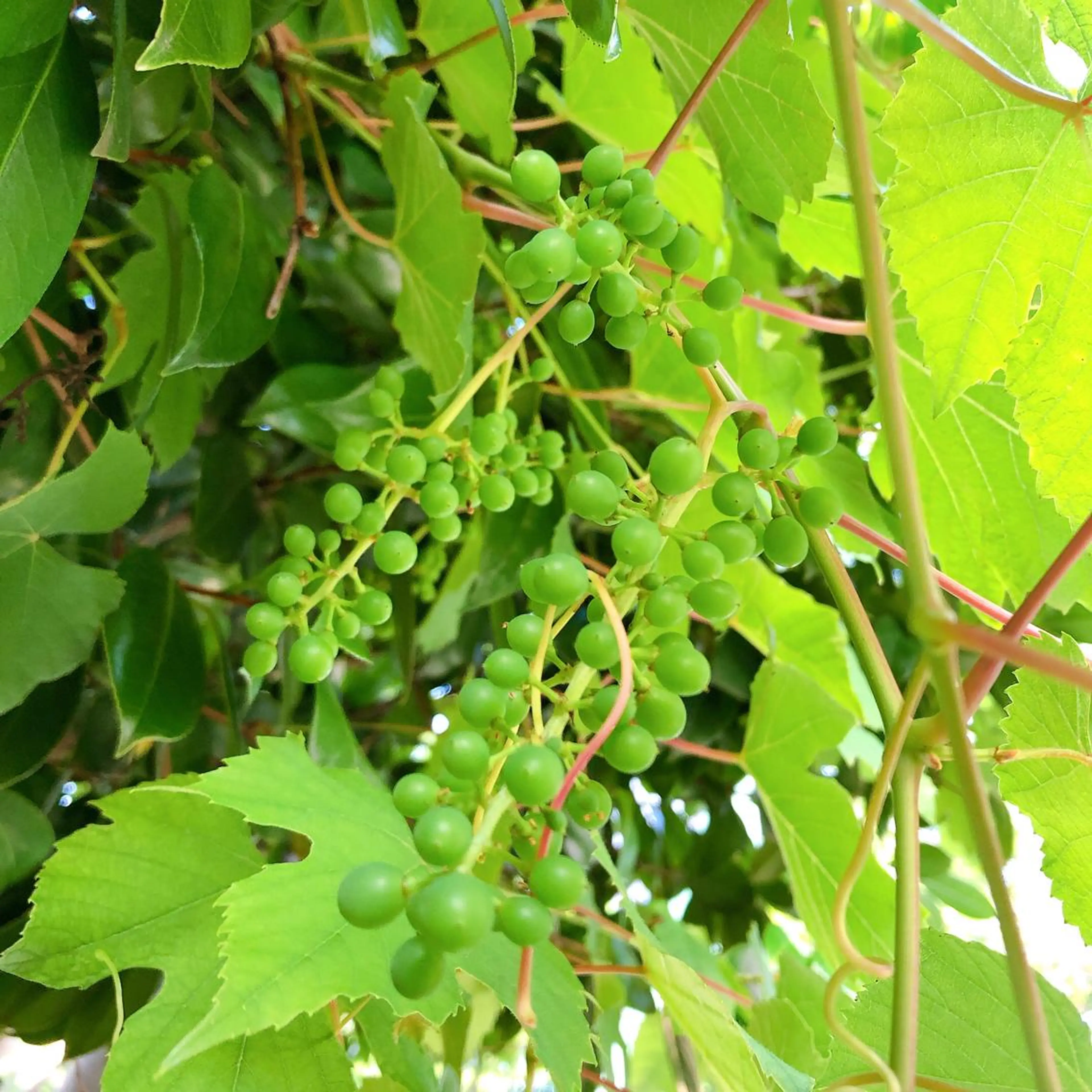 マツエク・マツパ なかむら 🪡のマツエク・マツパデザイン