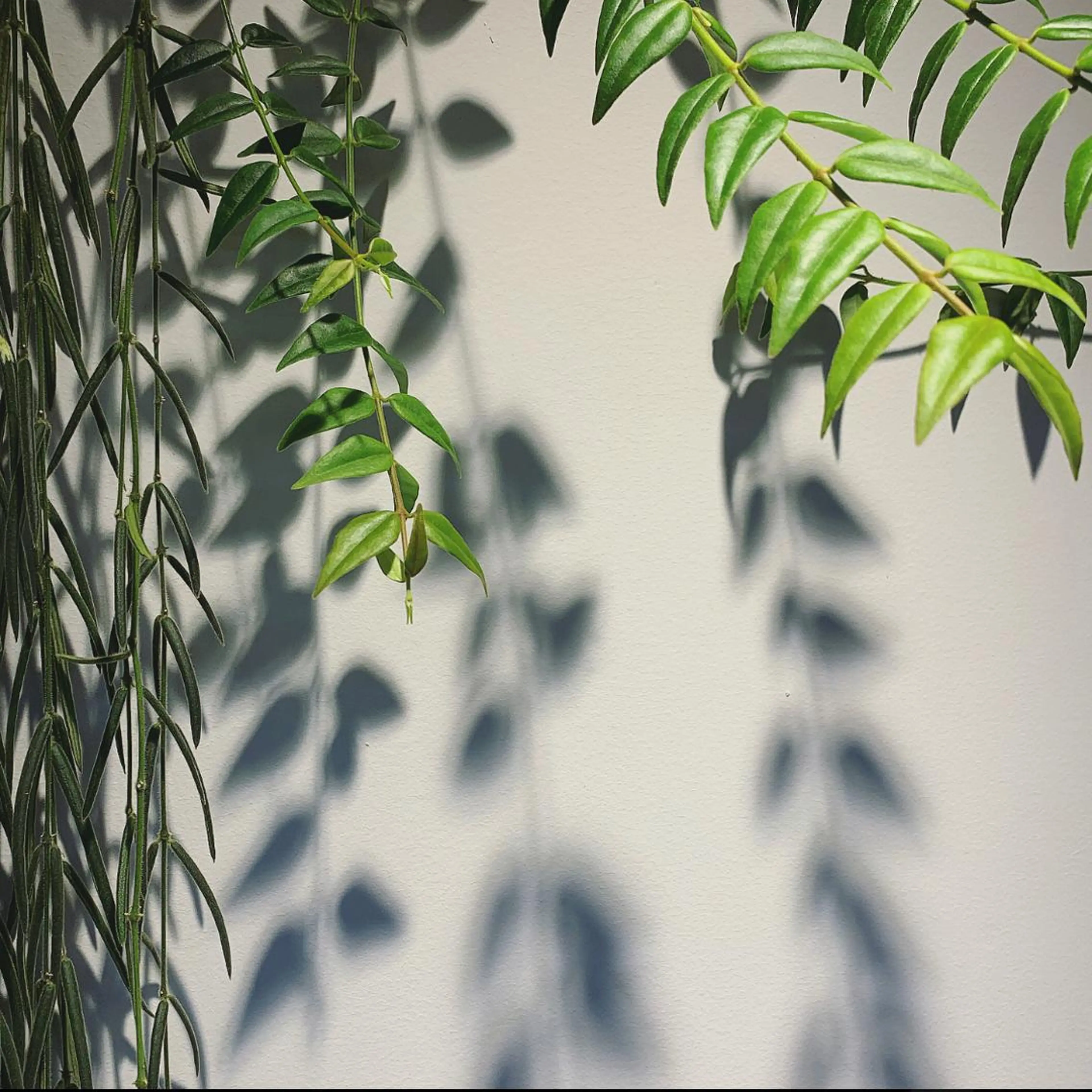 ミディアム カラー LOuNICA/銀座 RYUNOSUKEのヘアスタイル