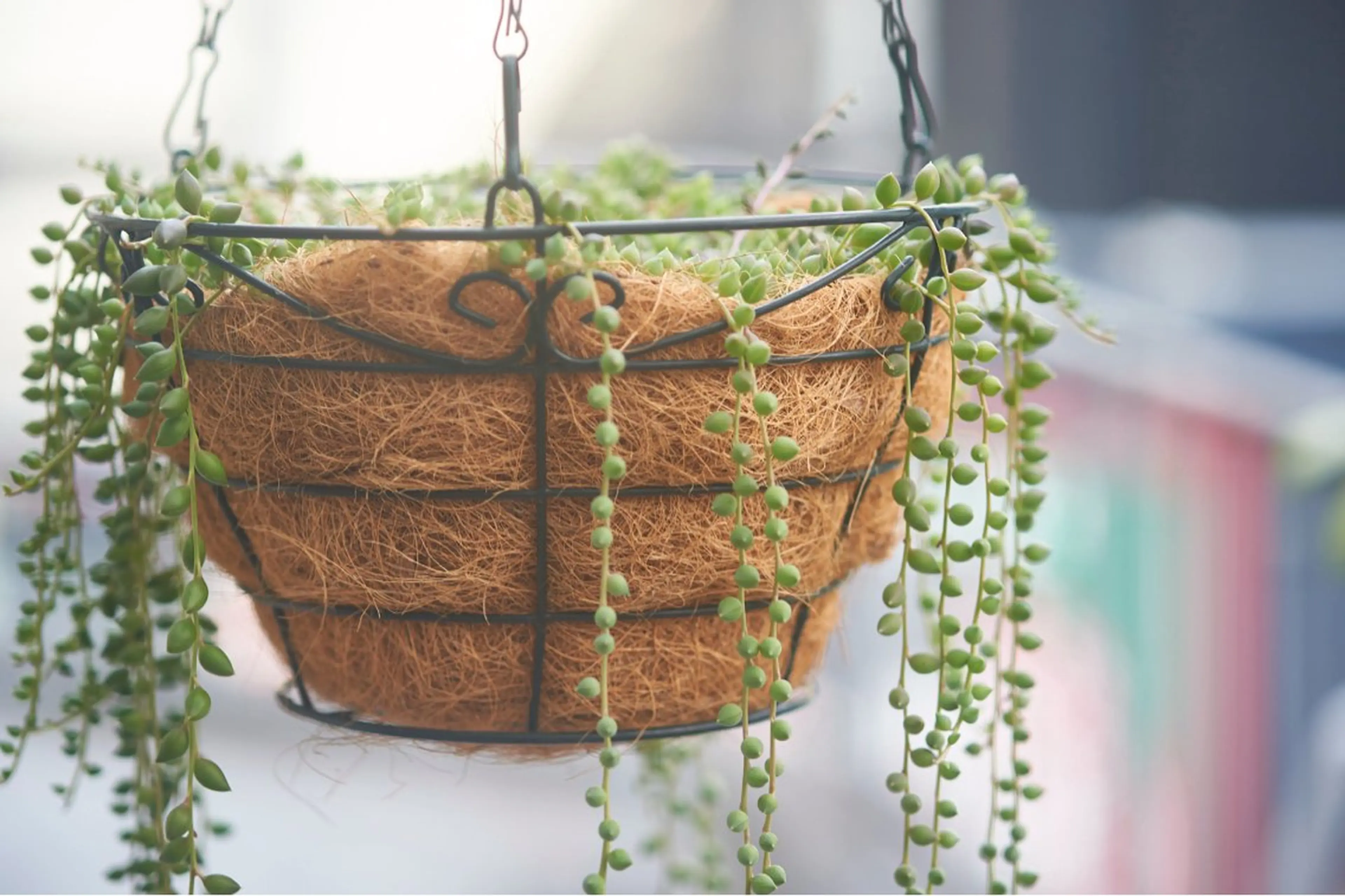 ヘッドスパサロン🫧 ハヤシのヘアスタイル