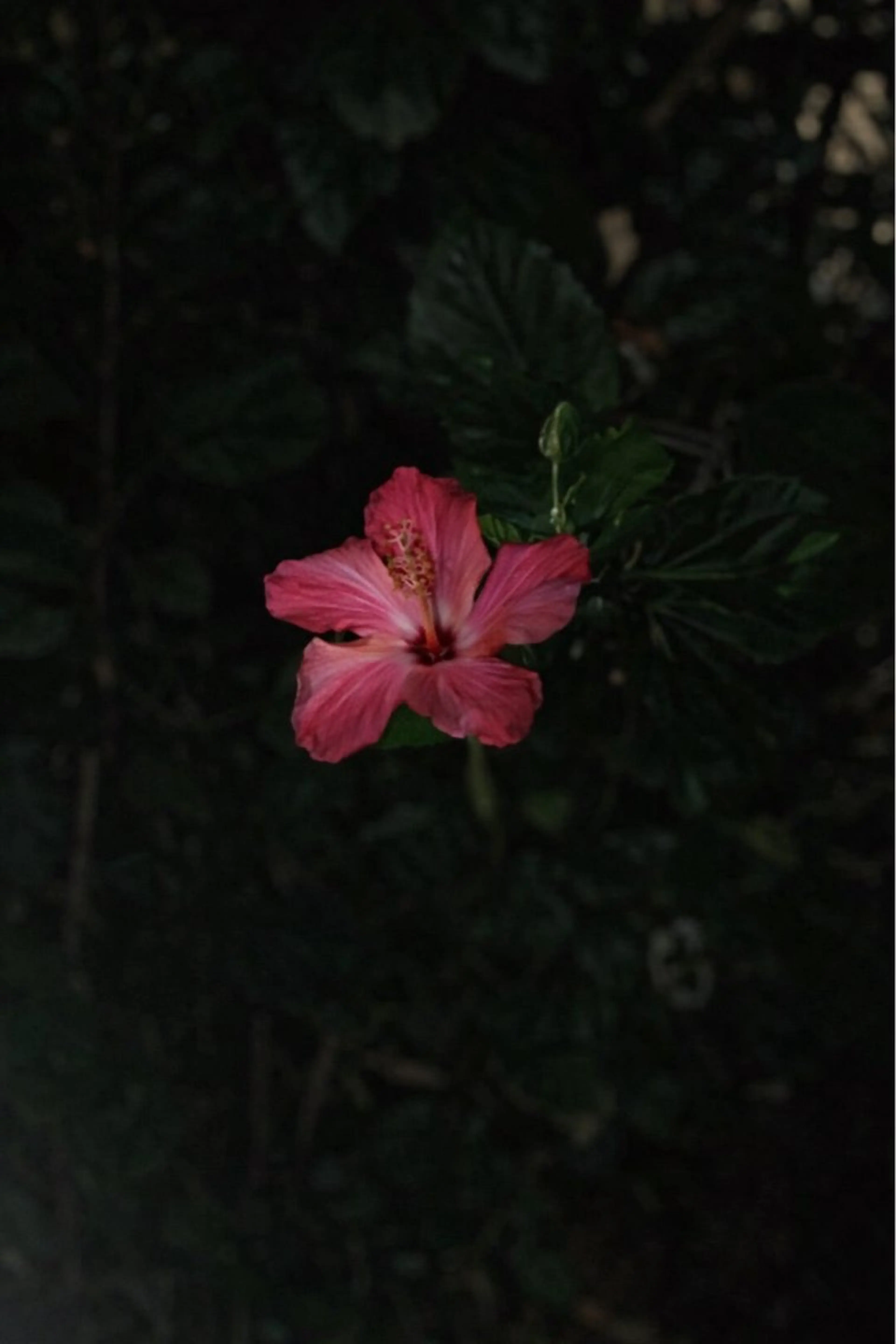 ハンドジェルオフのみの写真