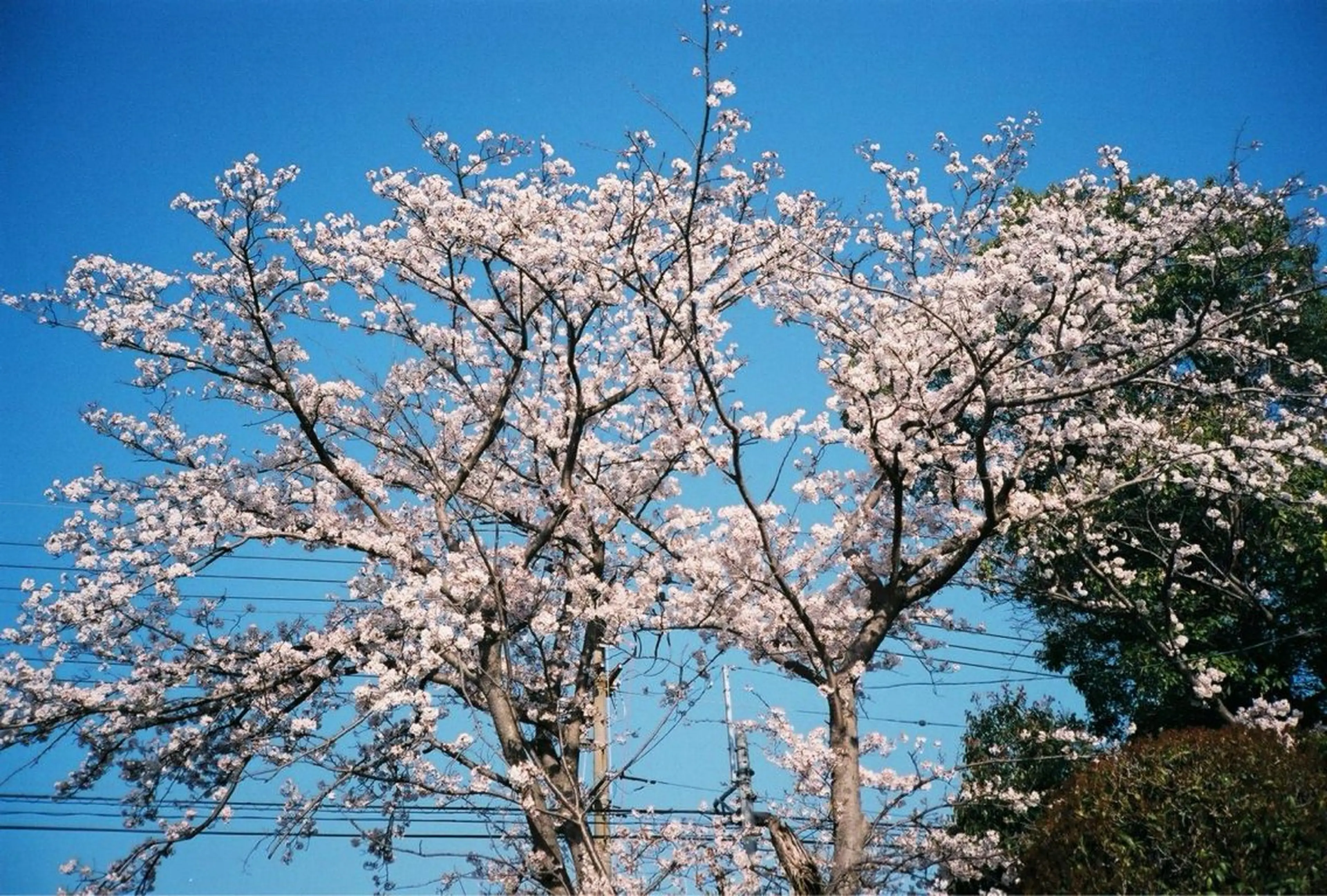 足立 悠輔のヘアスタイル