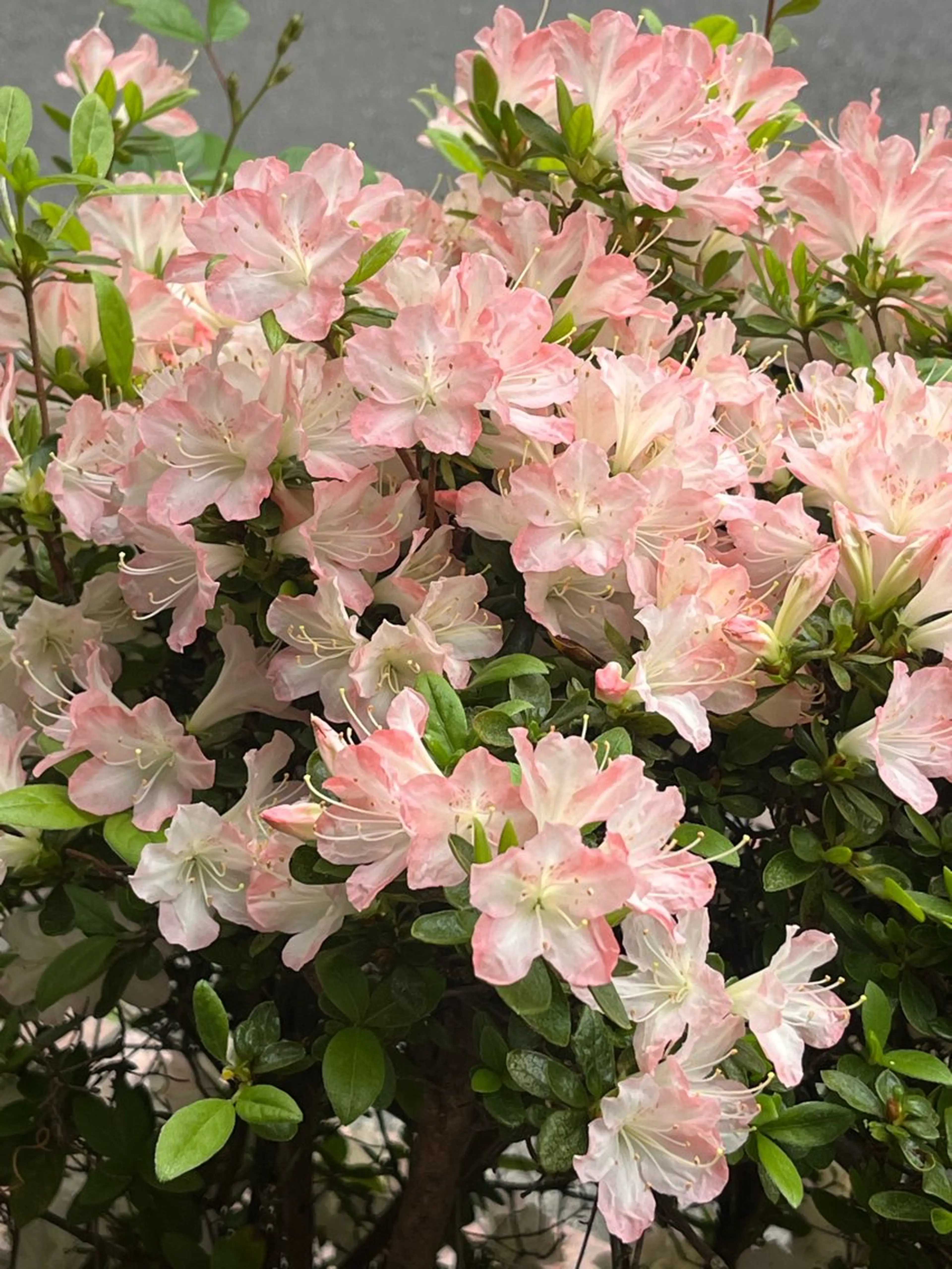 小鴨 美佳のヘアスタイル