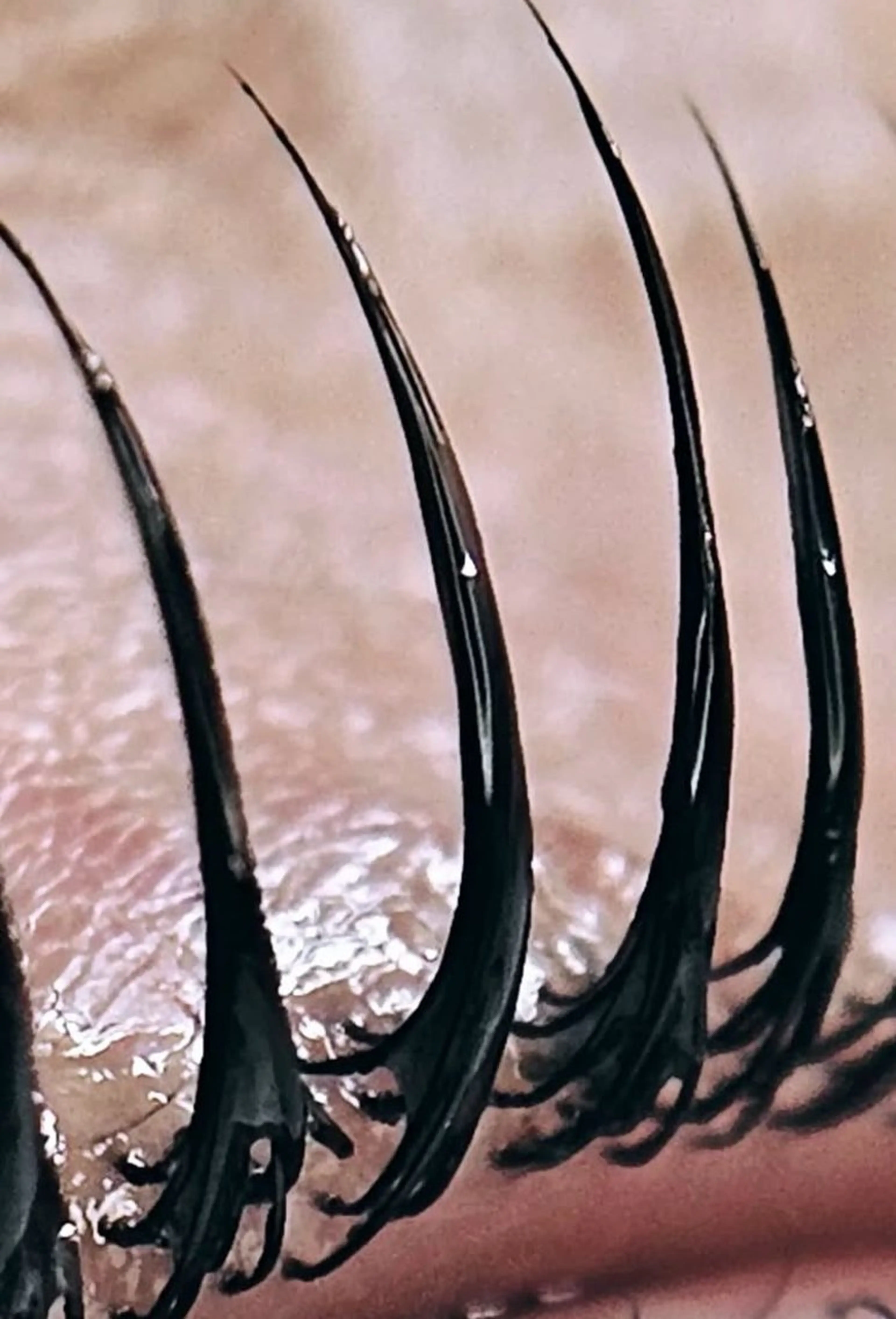 【韓国発】マスカラパーマ×似合わせパリジェンヌラッシュリフト ¥8000→7000の写真