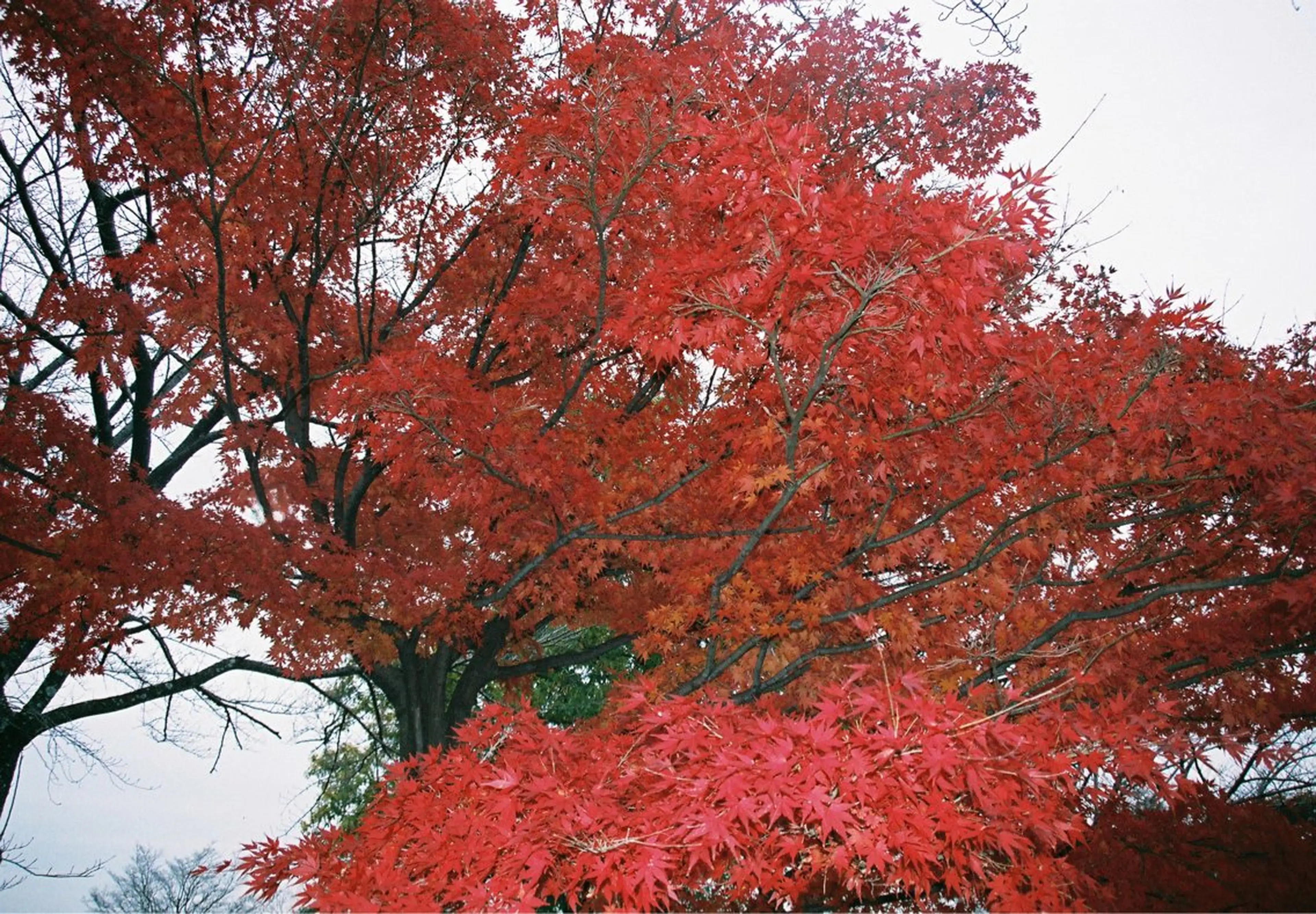 ROCCO east MIYOのヘアスタイル