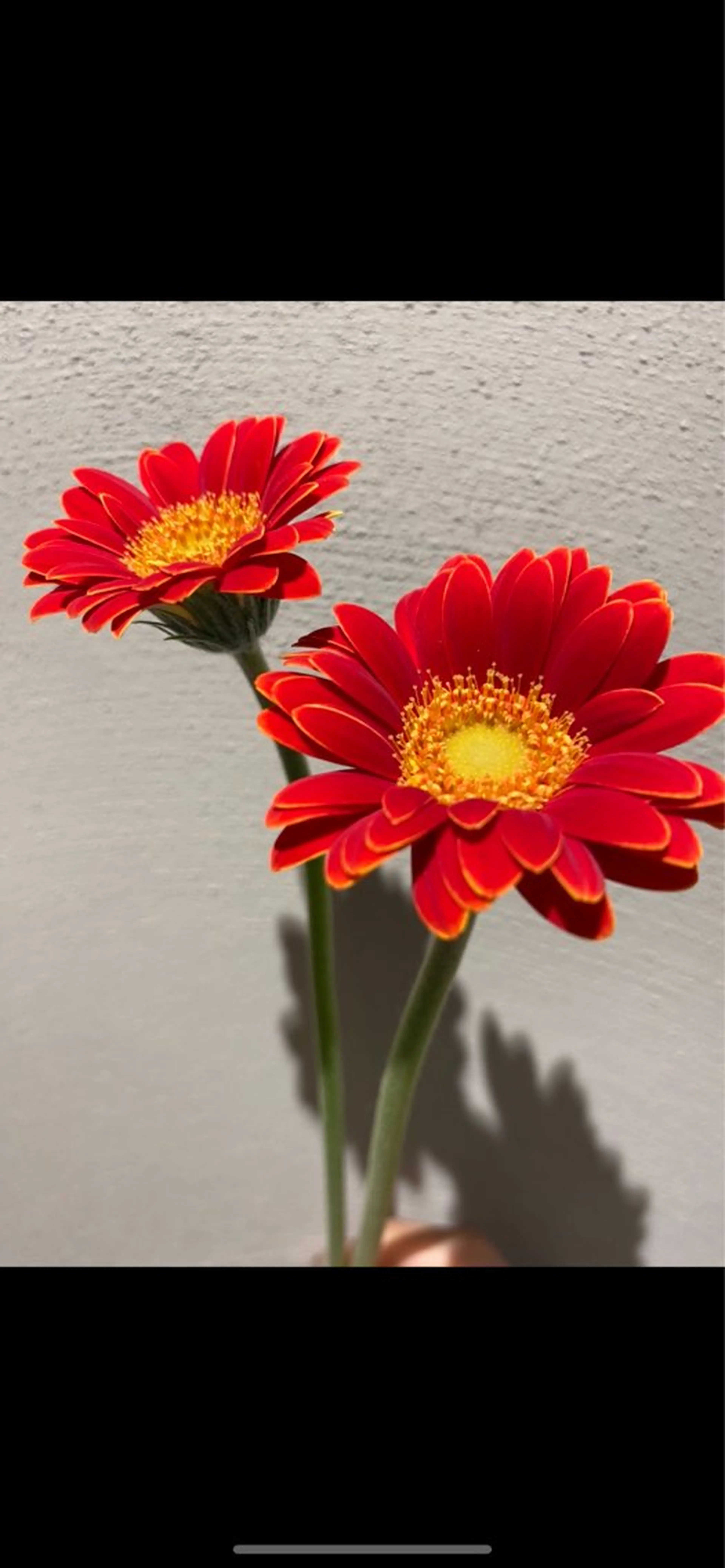 erika /韓国ヘアのヘアスタイル