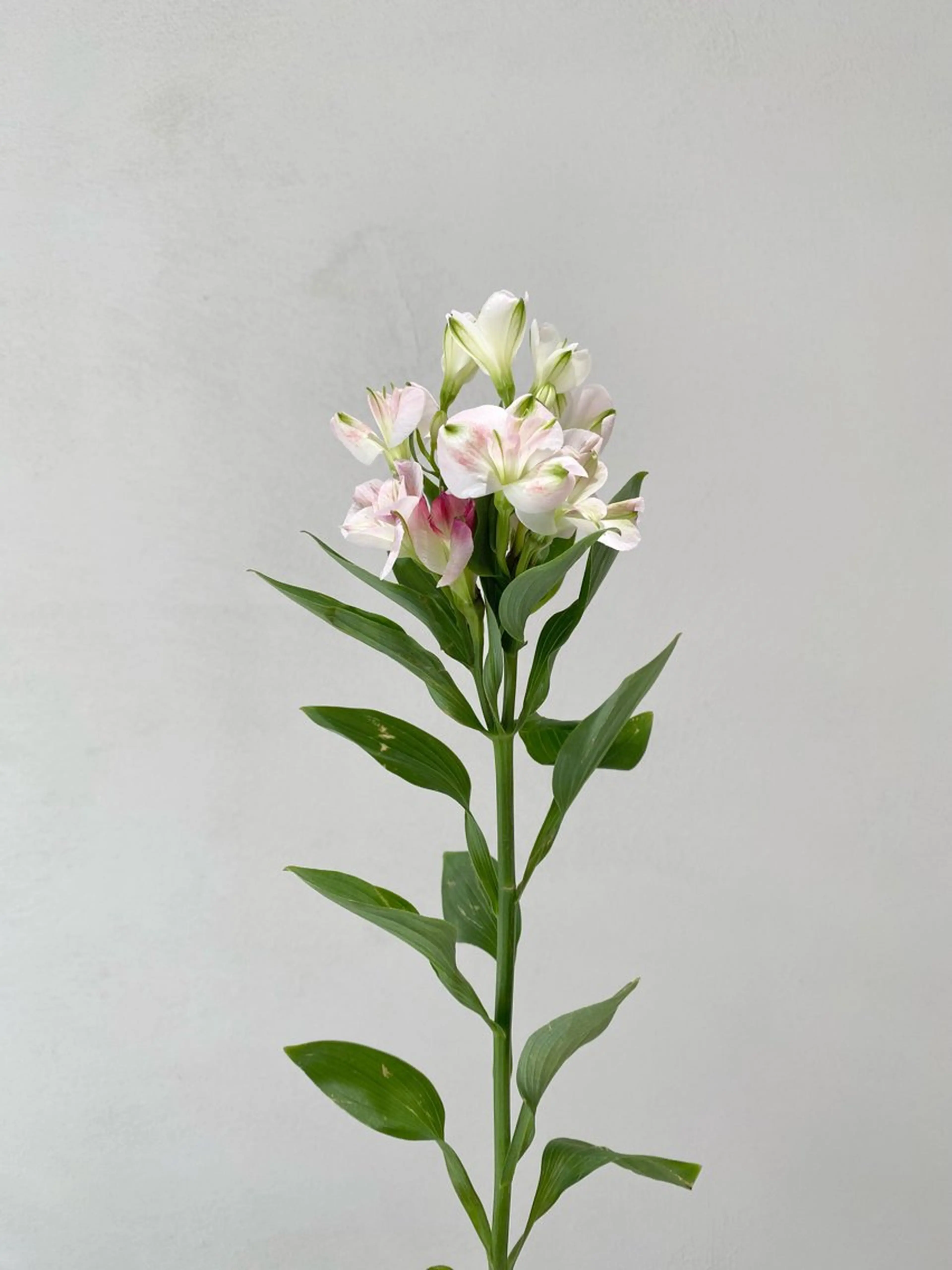 🌟髪質改善トリートメント🌟高濃度水素トリートメント⦅SB付き⦆の写真