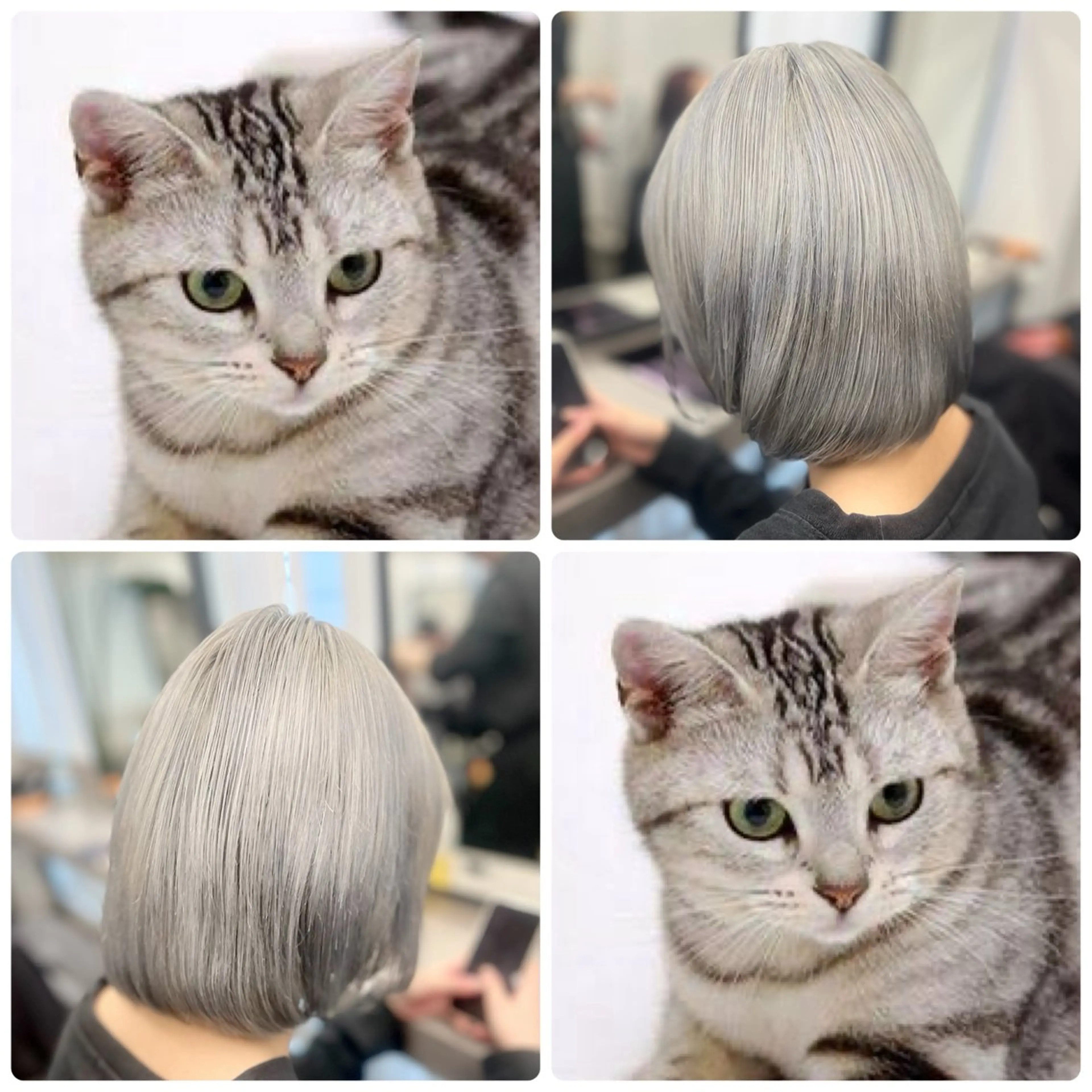 ミディアム カラー シルバー ホワイトシルバー カット ヘアカラー 透明感カラー特化🫧 ADLLA.栗原🦋のヘアスタイル