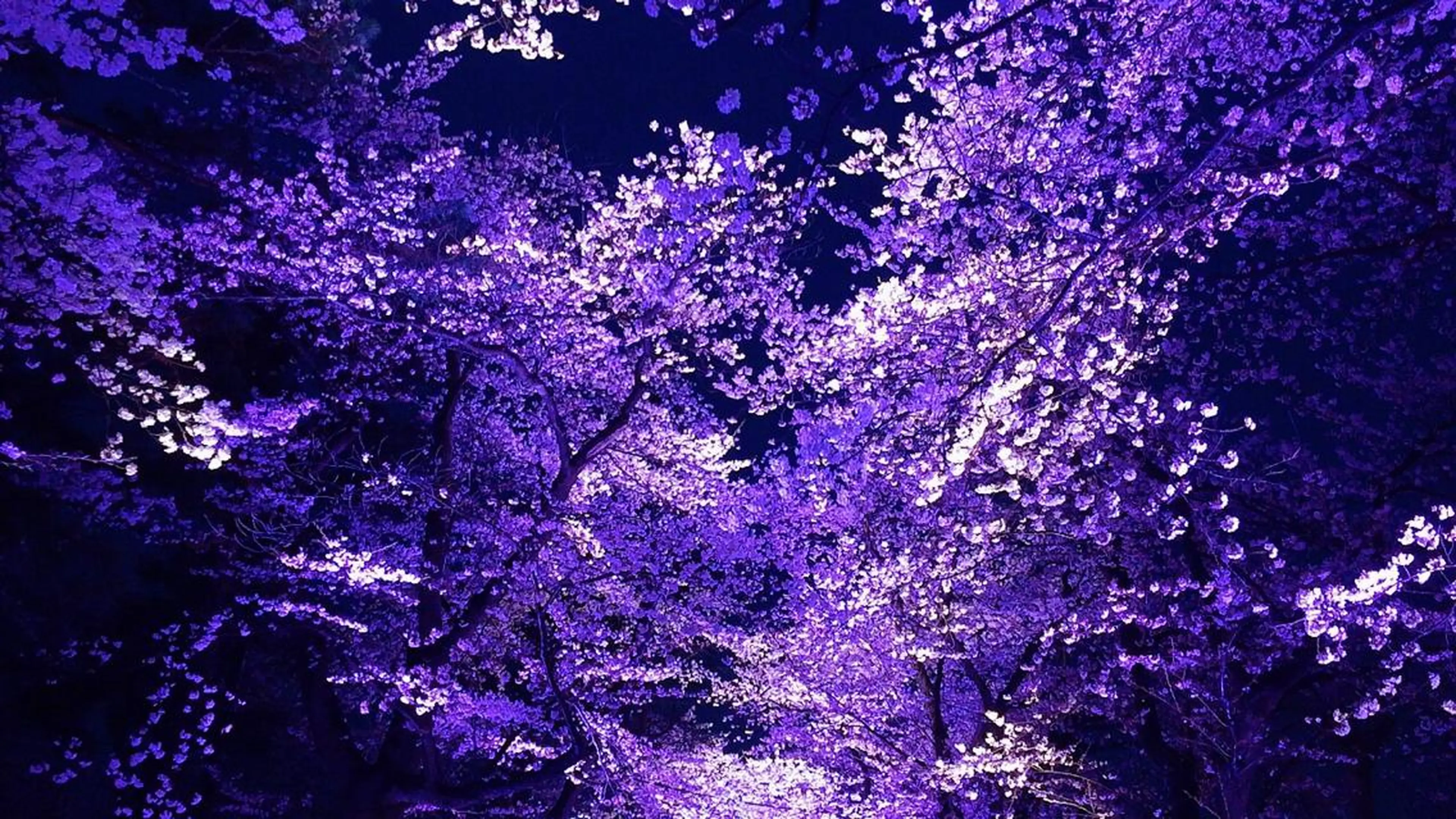 田中 実咲のヘアスタイル