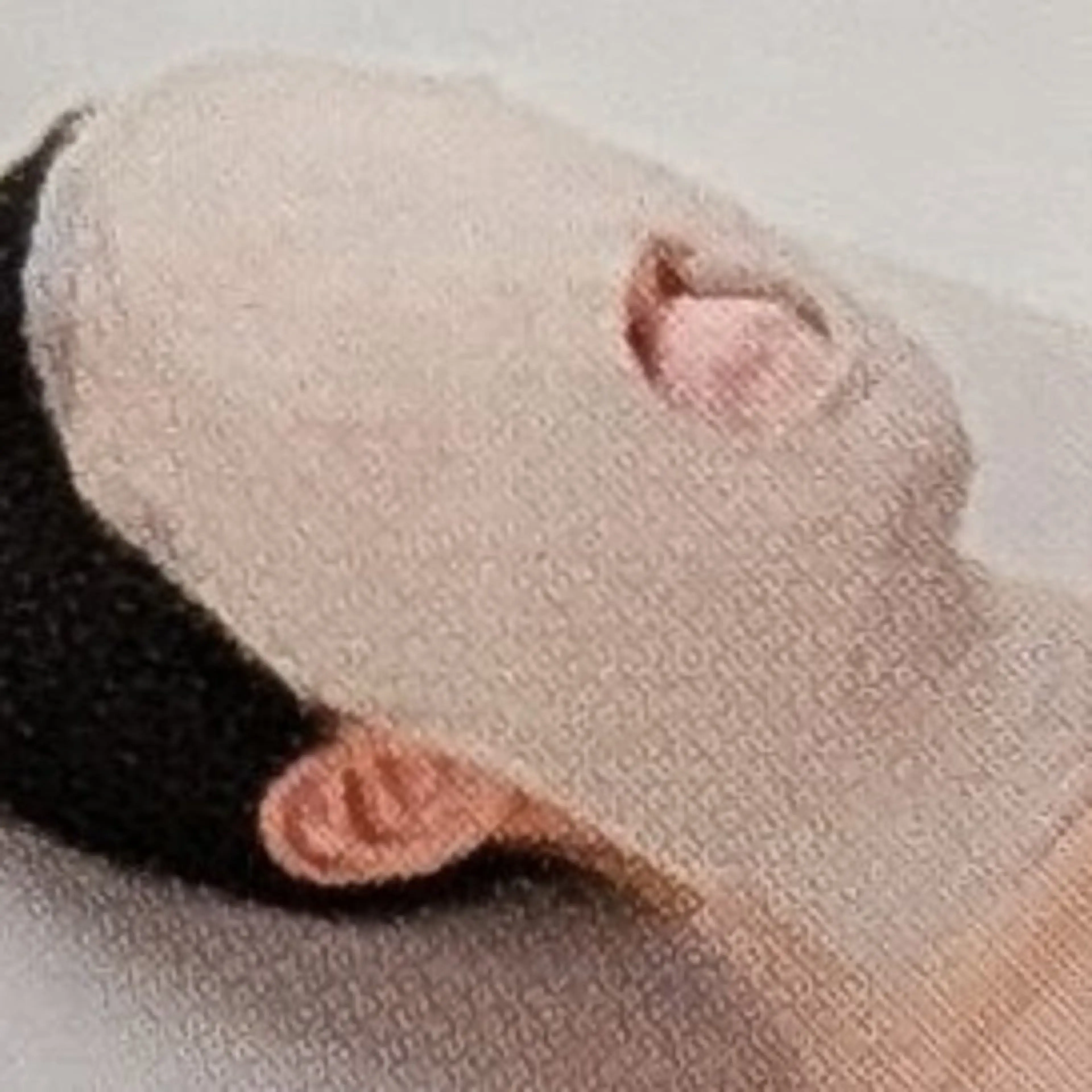 ◉エイジング　ビューティーツヤリフト&ハリ 【ハリ、弾力感】の写真