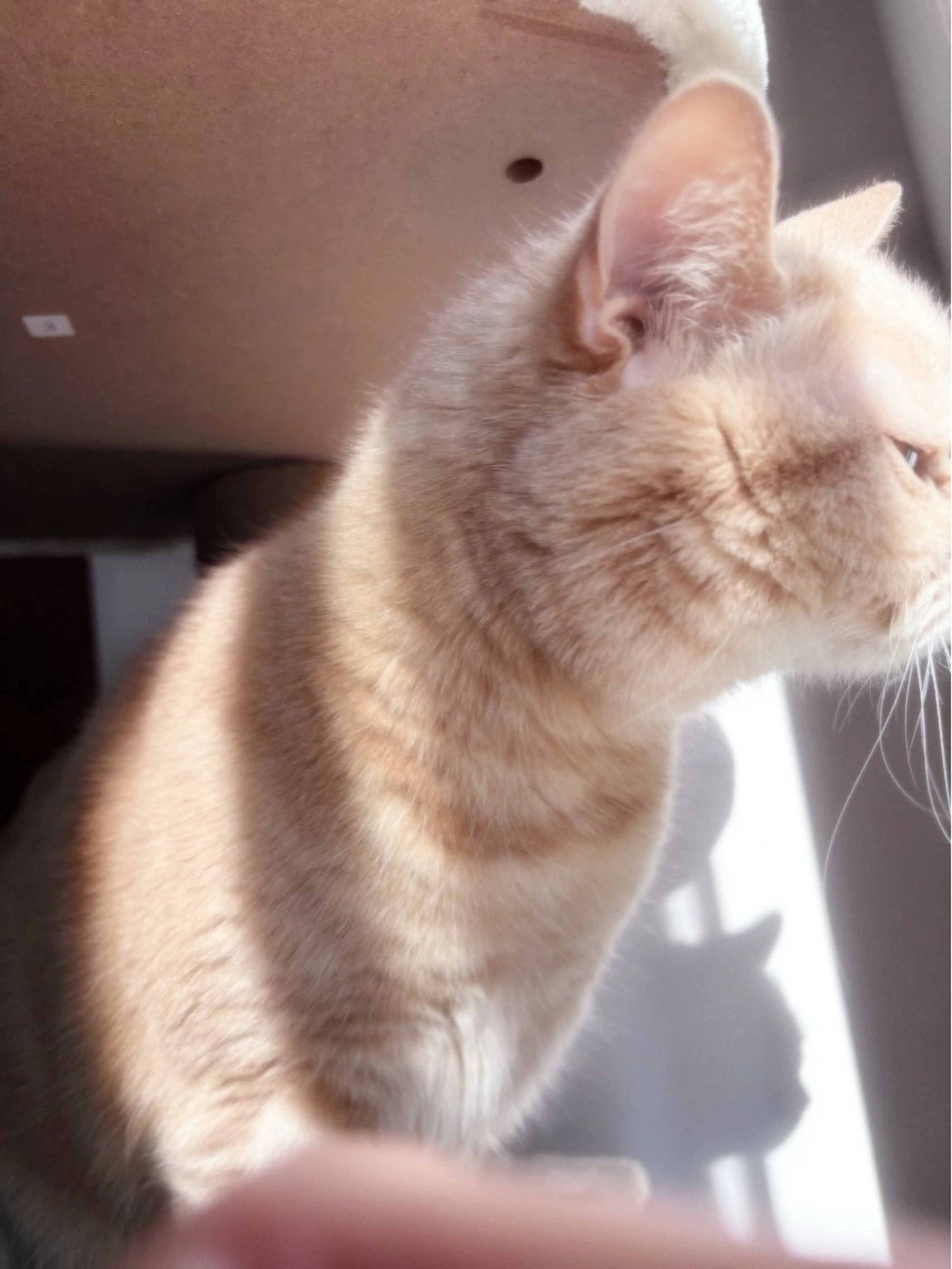 マツエク OLIVIA EBISU松村　代表のマツエク・マツパデザイン