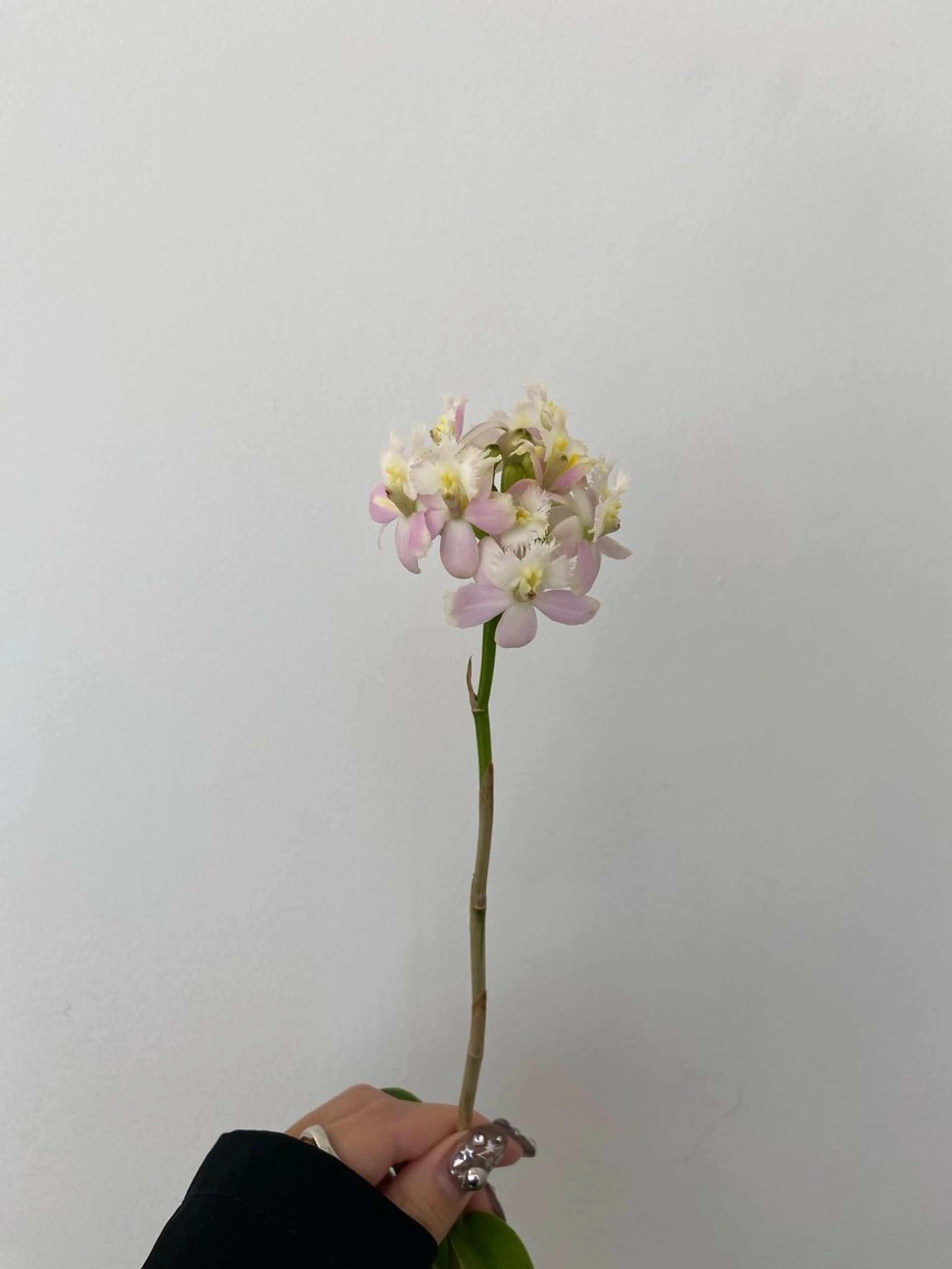 カット ヘアカラー トリートメント 🌻花屋併設🌻濱 幸帆のヘアスタイル