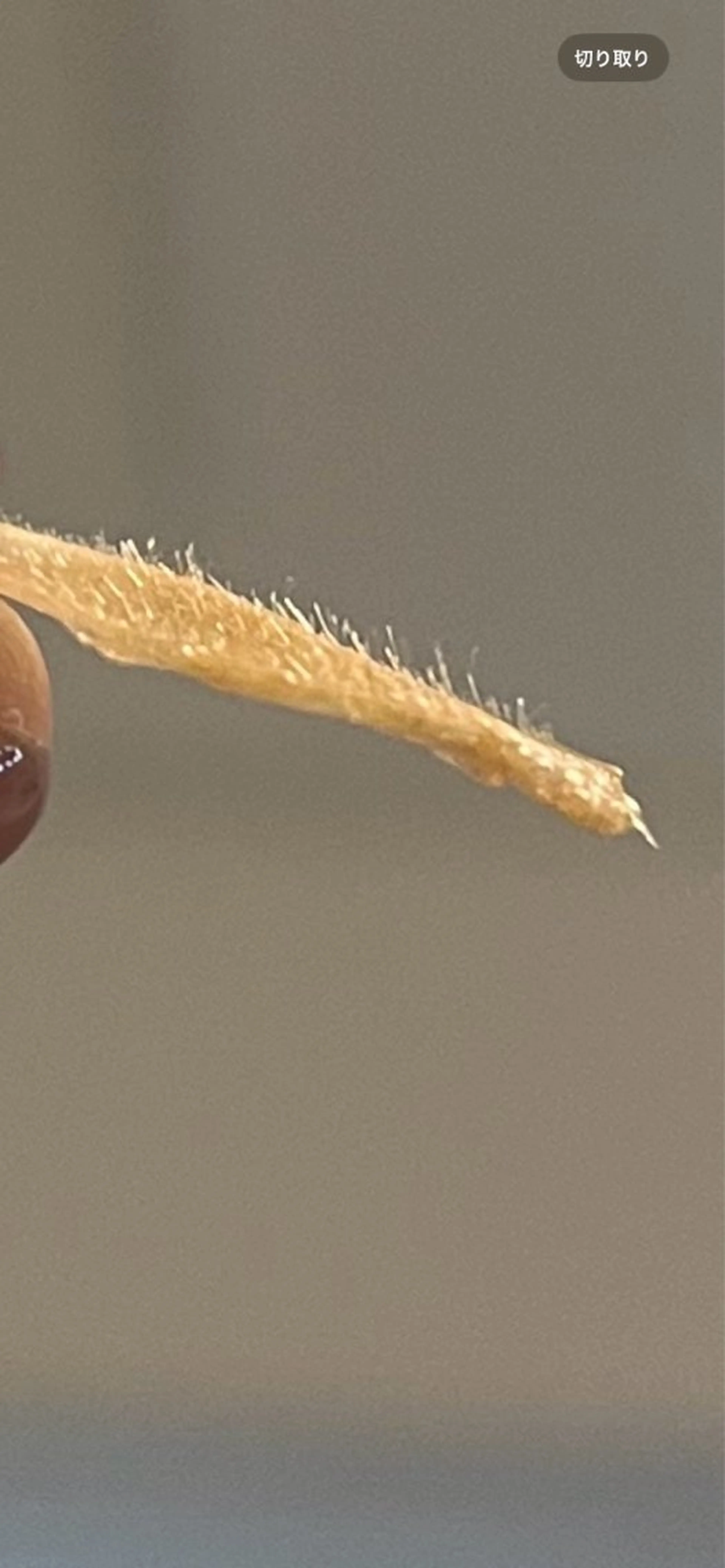 頭痛肩こり改善/小顔 サロンB&H心斎橋の眉毛・アイブロウイメージ