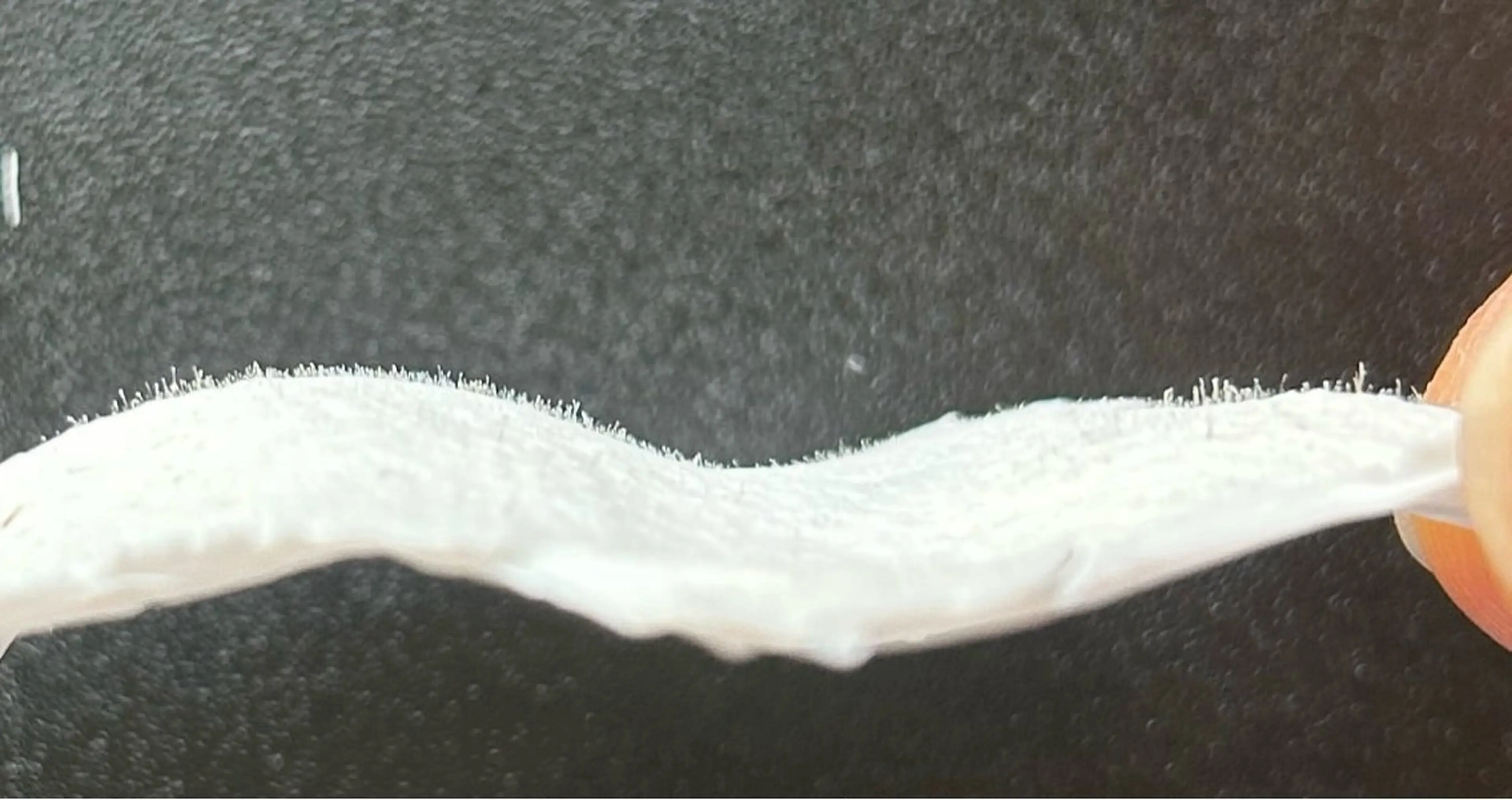 ginger ジンジャーのマツエク・マツパデザイン