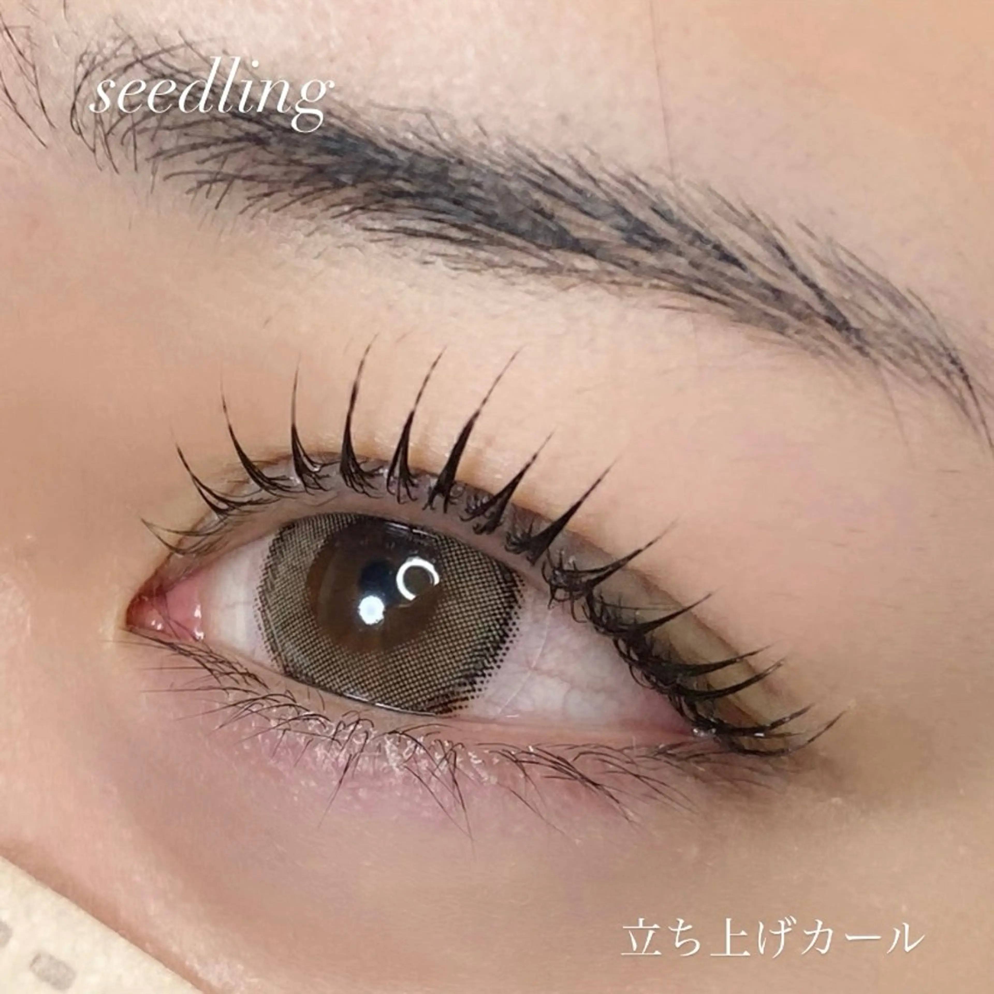 🦋次世代まつげパーマ🦋の写真