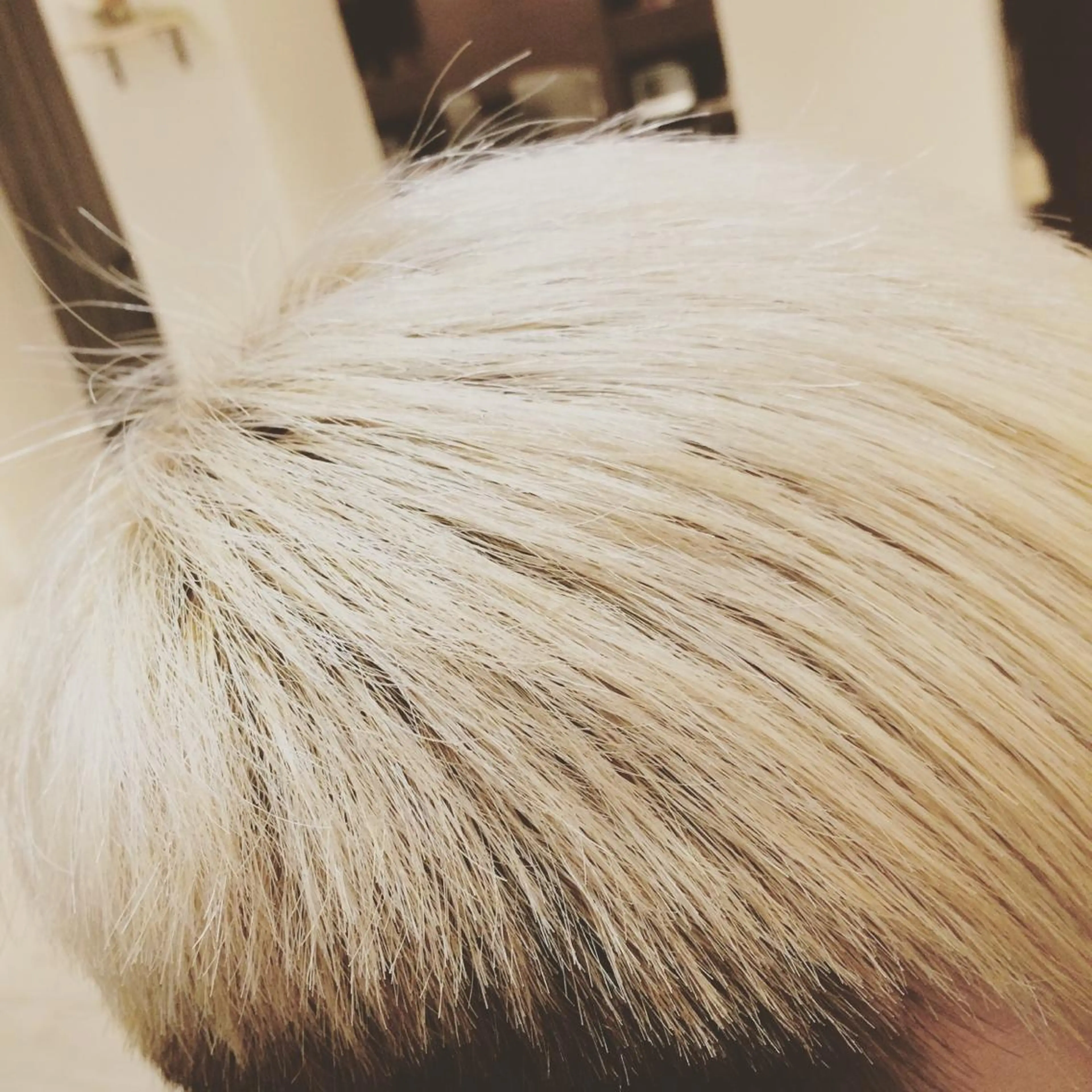 ショート カラー メンズ メンズブリーチ ブリーチ ケアブリーチ Amel hairのヘアスタイル