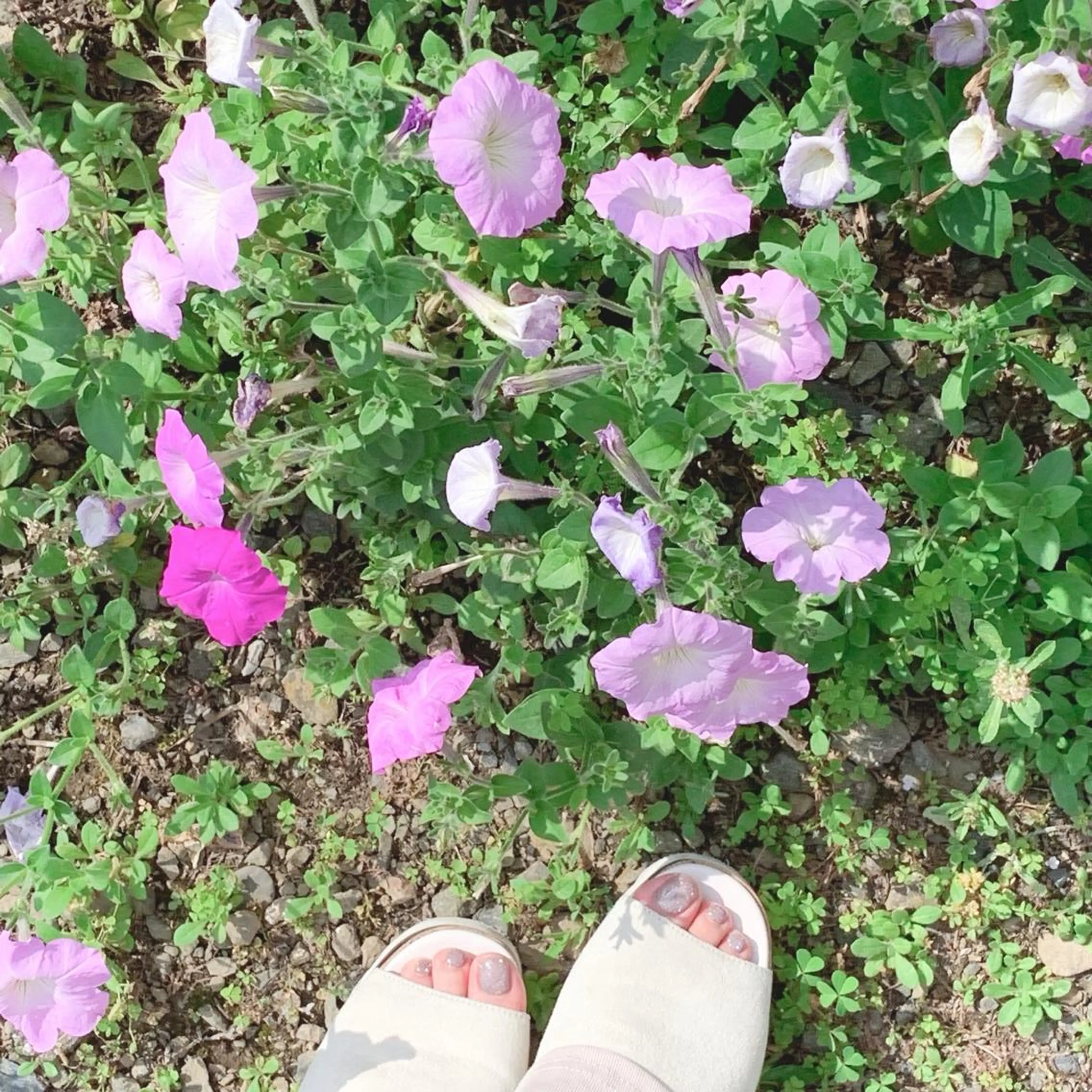 ショート pllia beautyのネイルデザイン