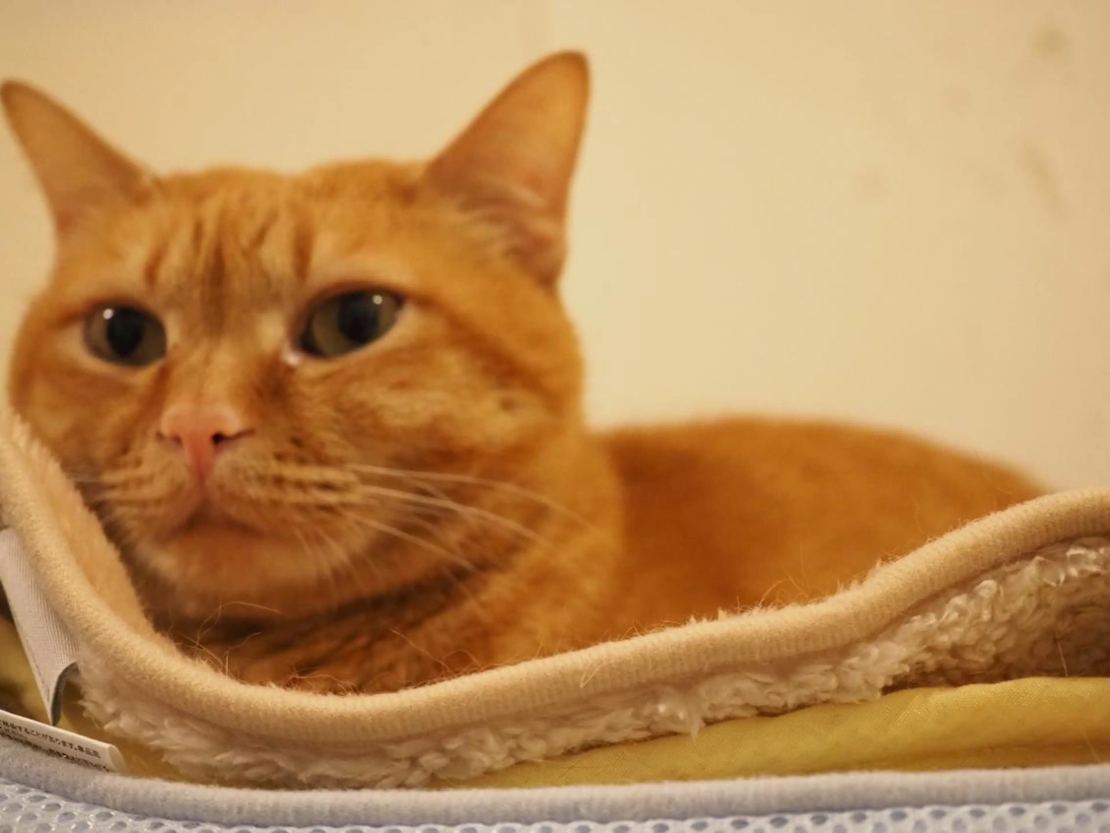 kiki nail &brow二子玉川の眉毛・アイブロウイメージ