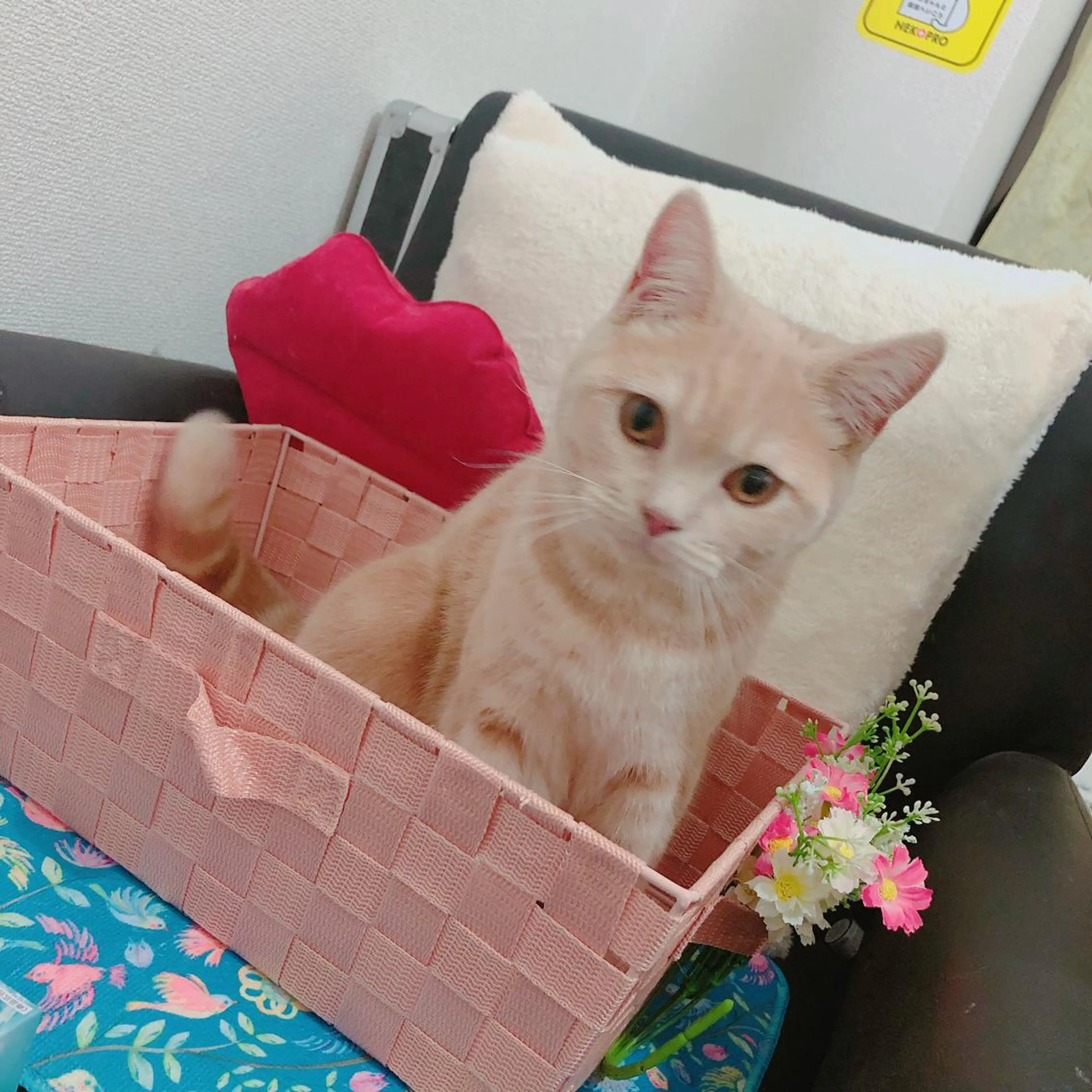 USAMiMi 🐰💕のネイルデザイン