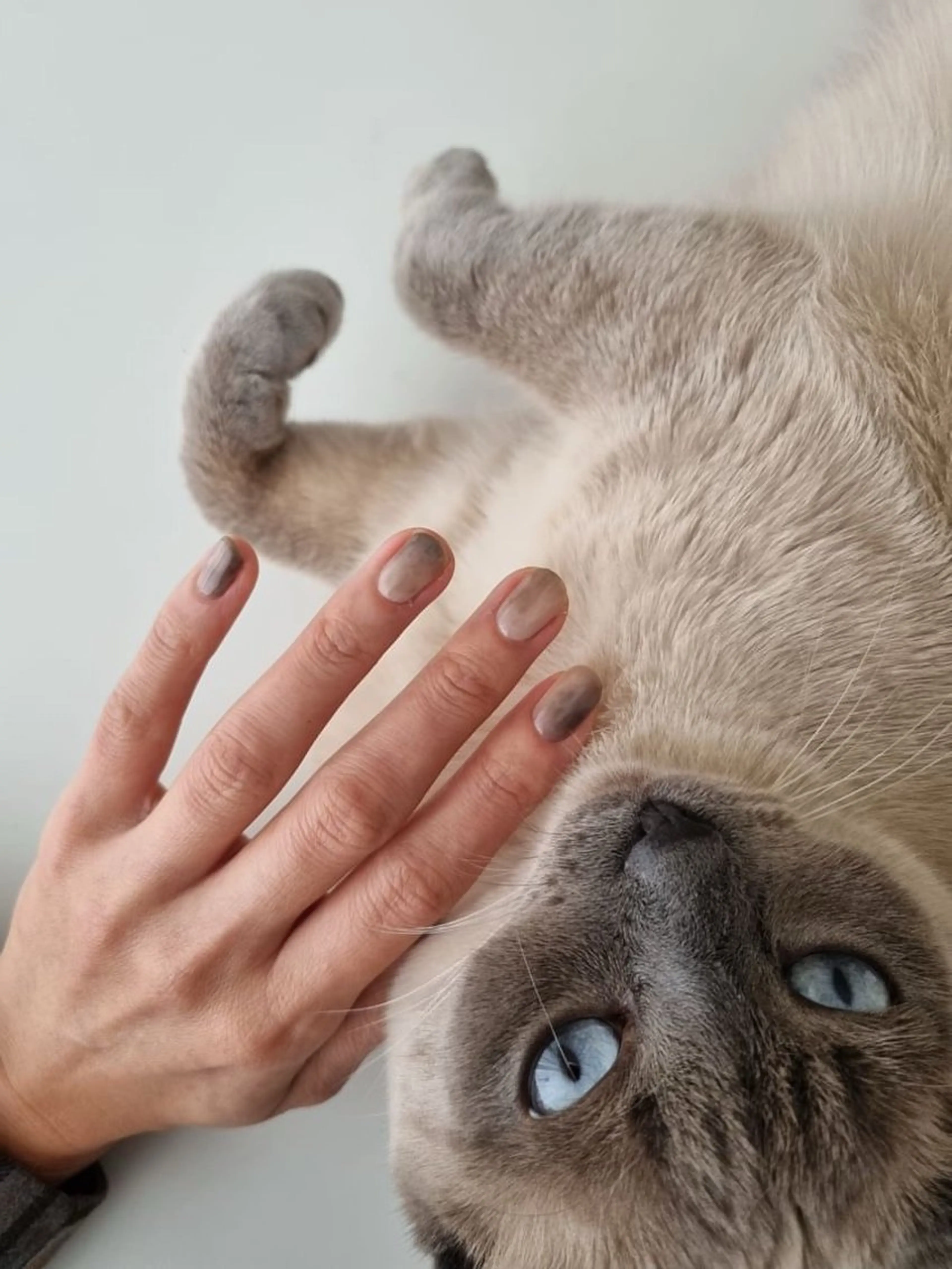 ショート renard nailのネイルデザイン