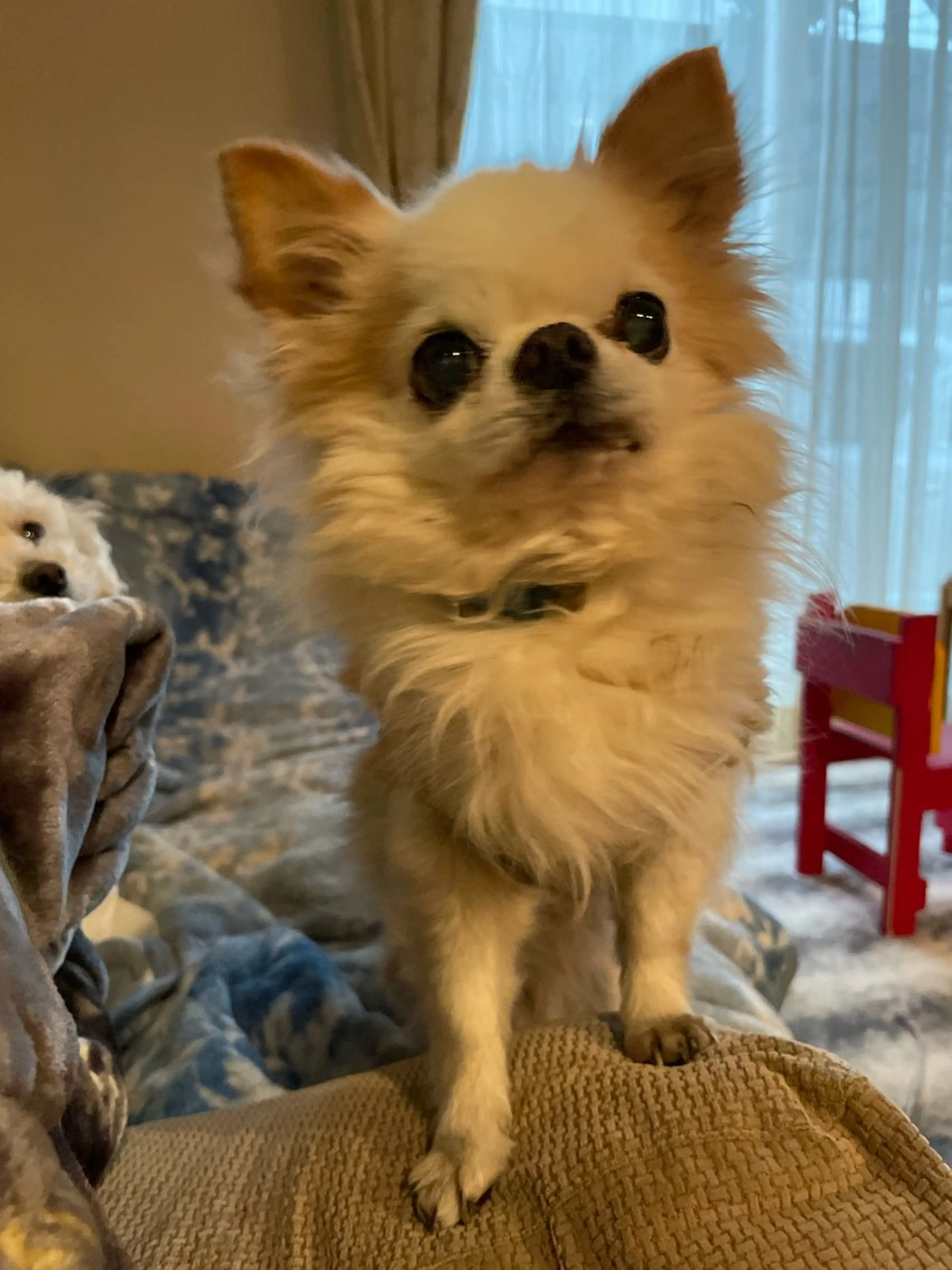 無料ショートモデル 募集中❗️秋山ひらいのヘアスタイル