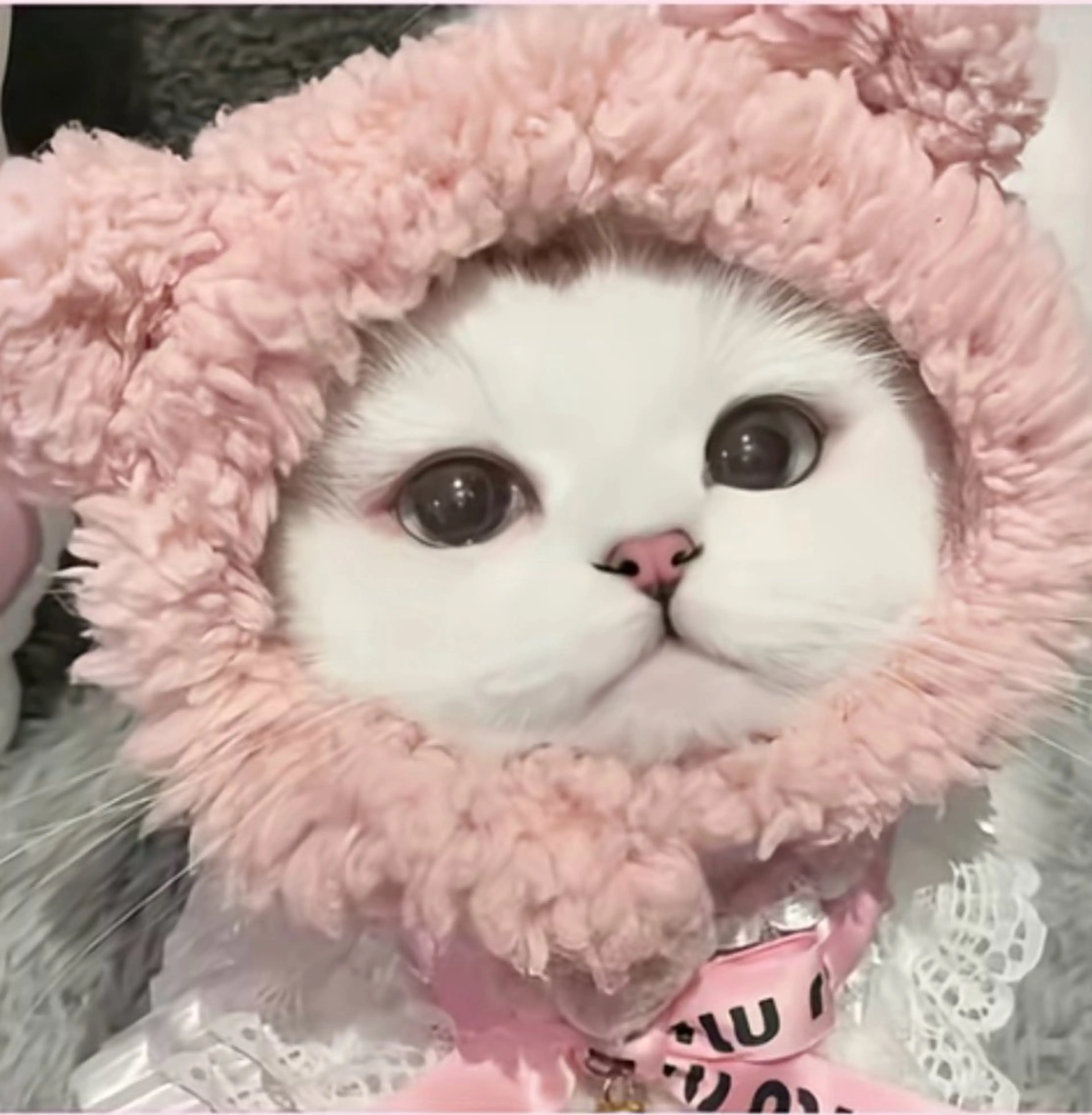 アイシャンプーの写真