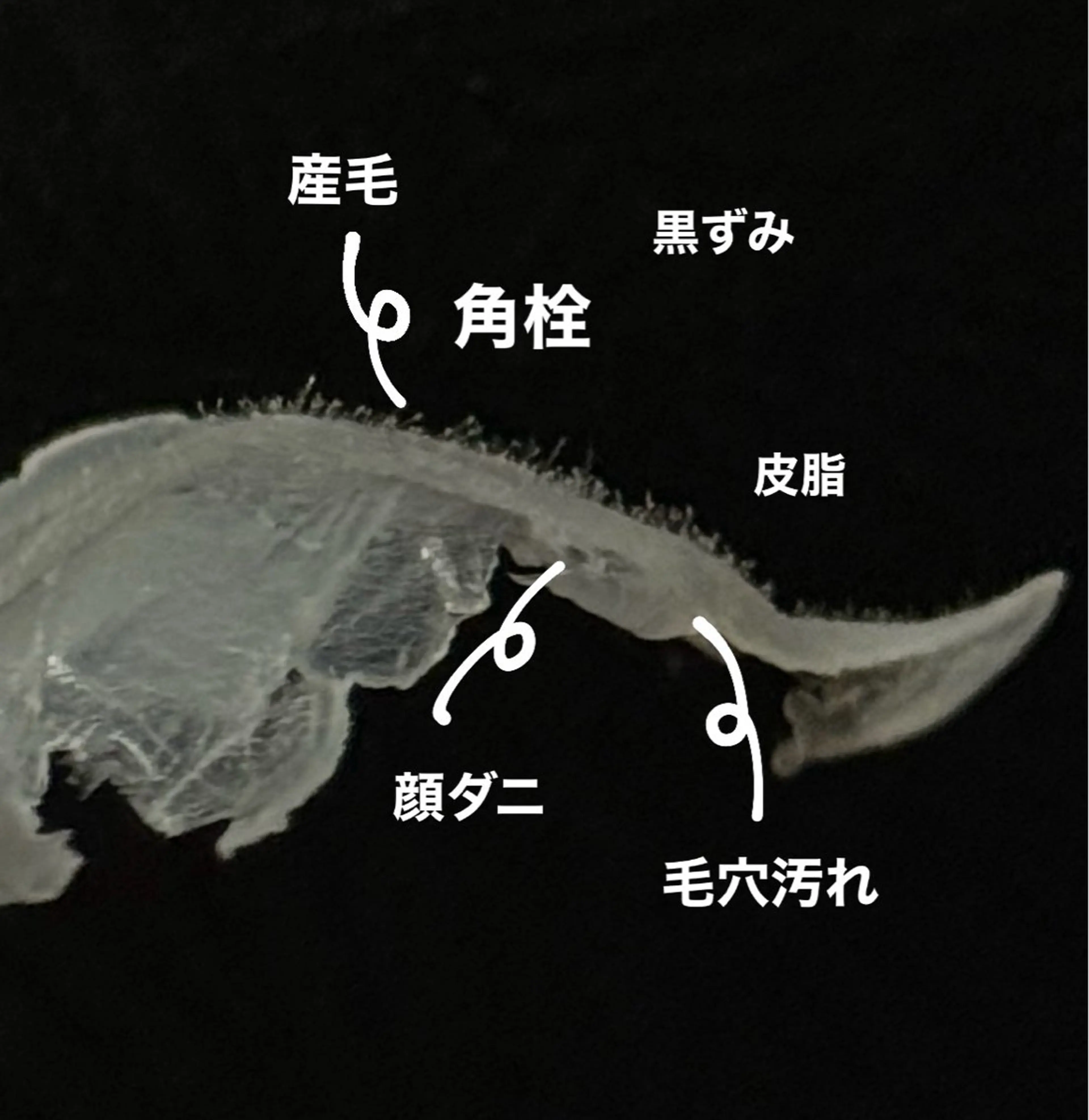 メンズ その他 Unknown honokaの眉毛・アイブロウイメージ