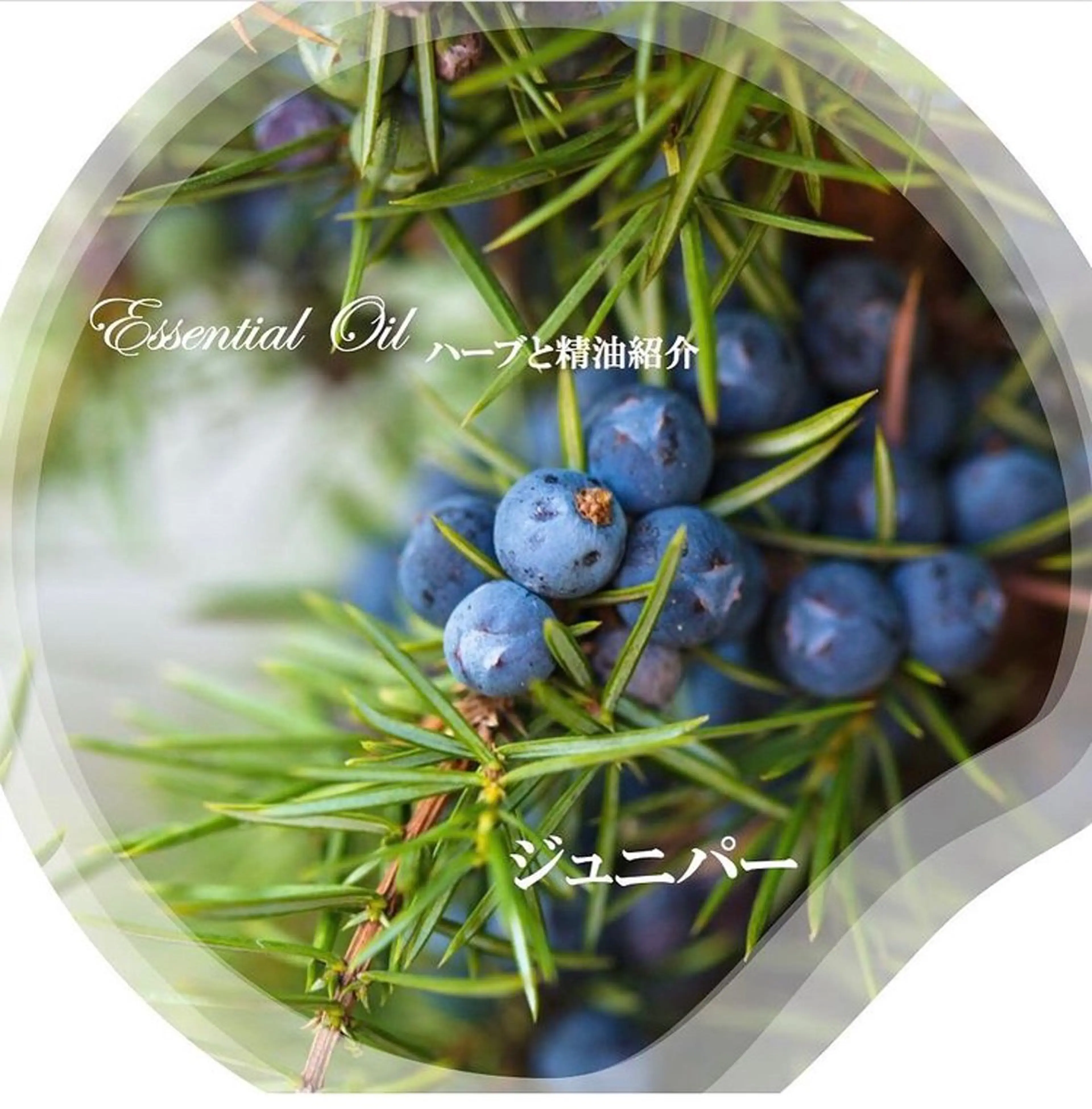 香りの家ローズマリー 🌿アロマリンパのエステ・リラクイメージ