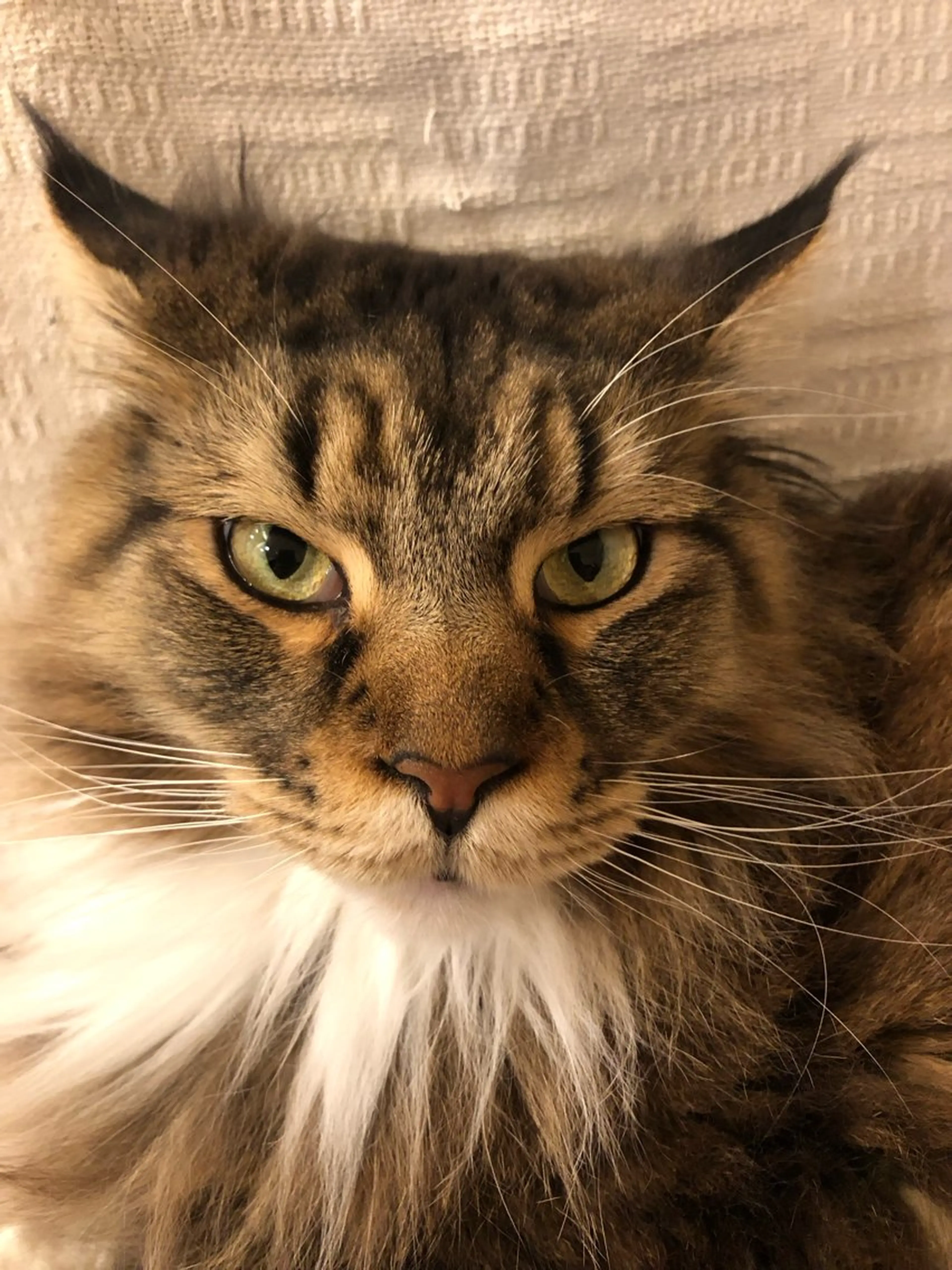 リラク SBHメディカル美容サロン所属・🐱美容鍼・整体 SBHメディカル👍のエステ・リラクイメージ