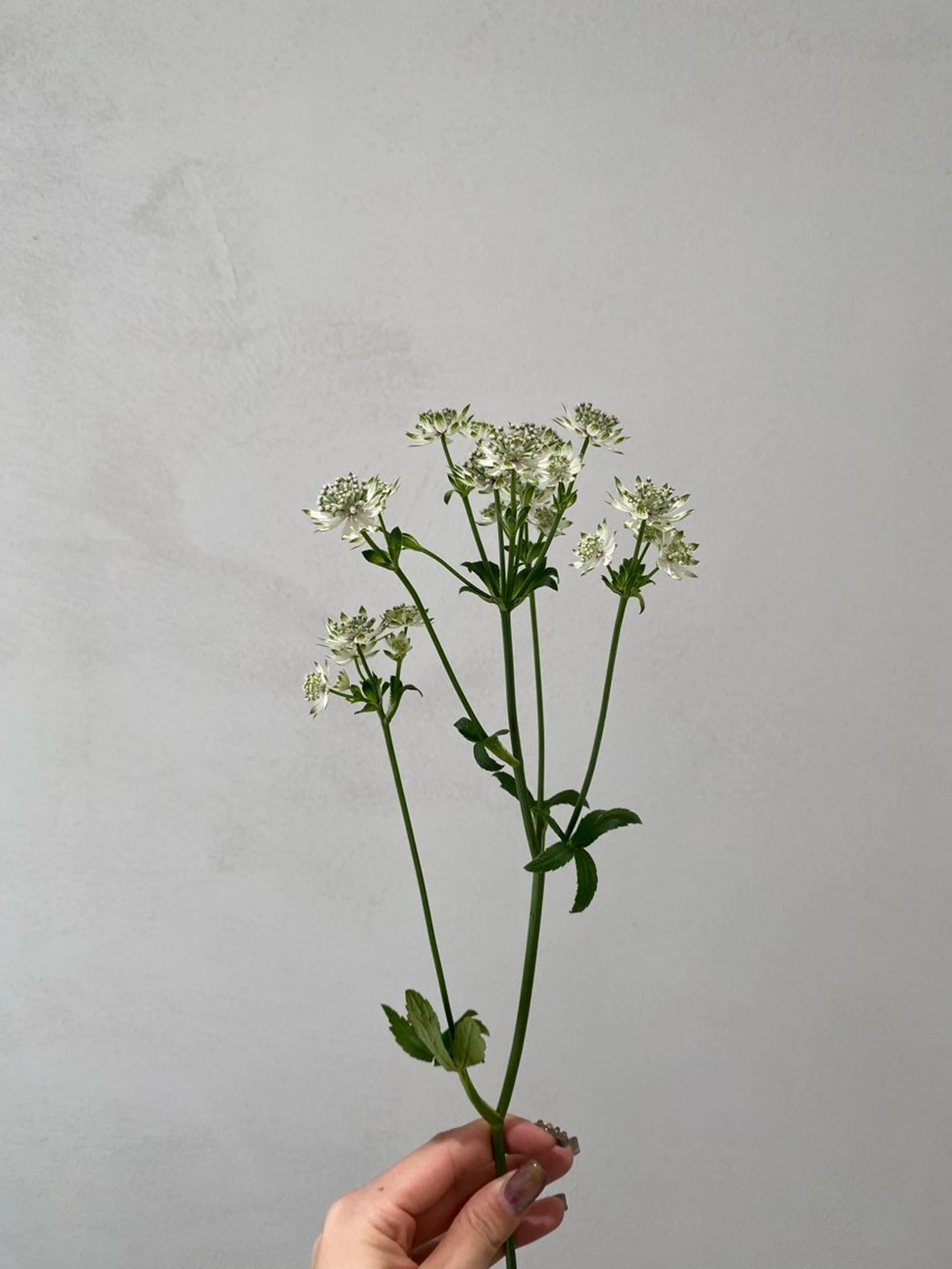 キッズ 子どものヘアアレンジ カット ヘアカラー トリートメント 🪻花屋併設🪻秀島 有紀のヘアスタイル