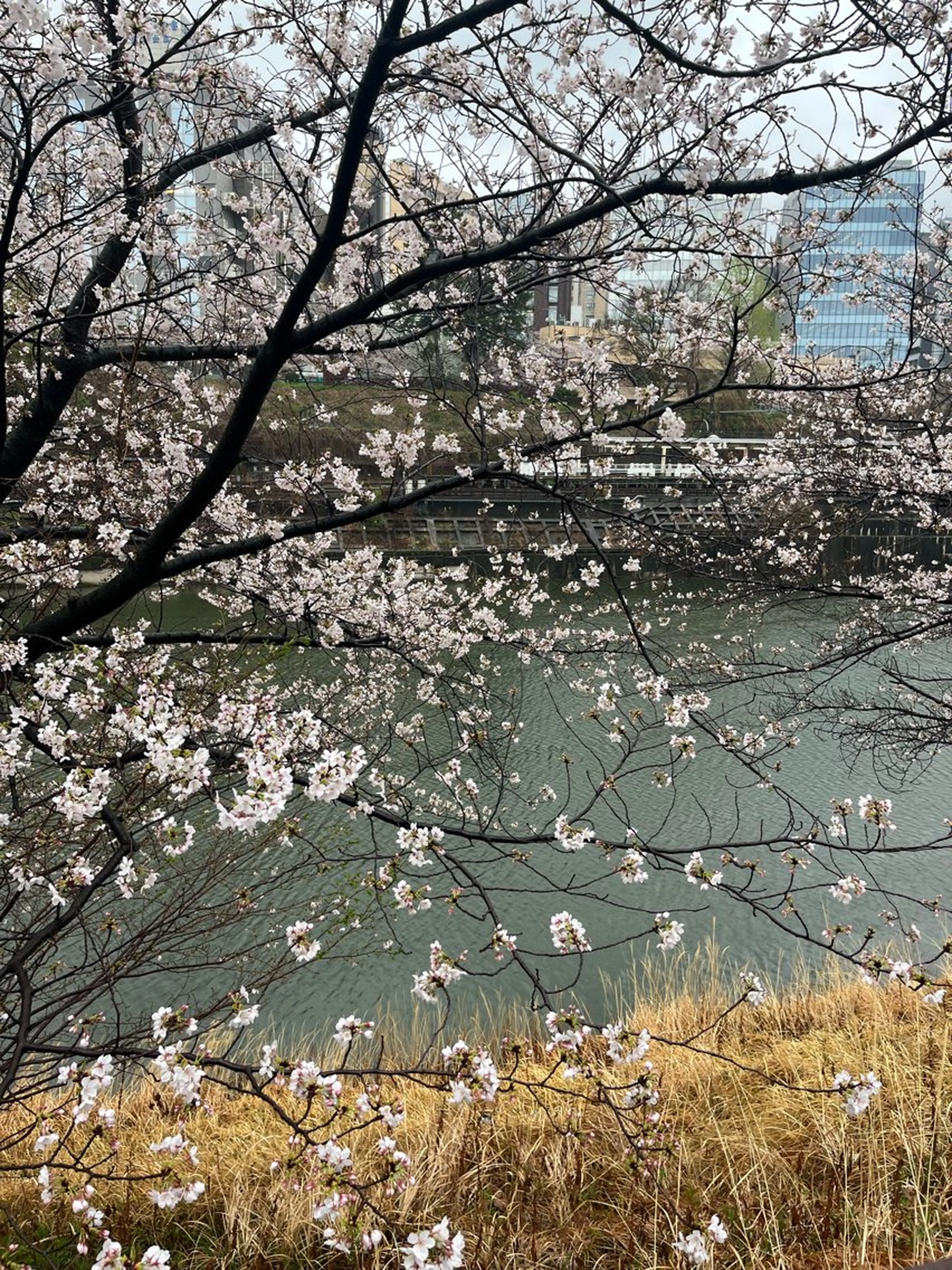 小鴨 美佳のヘアスタイル