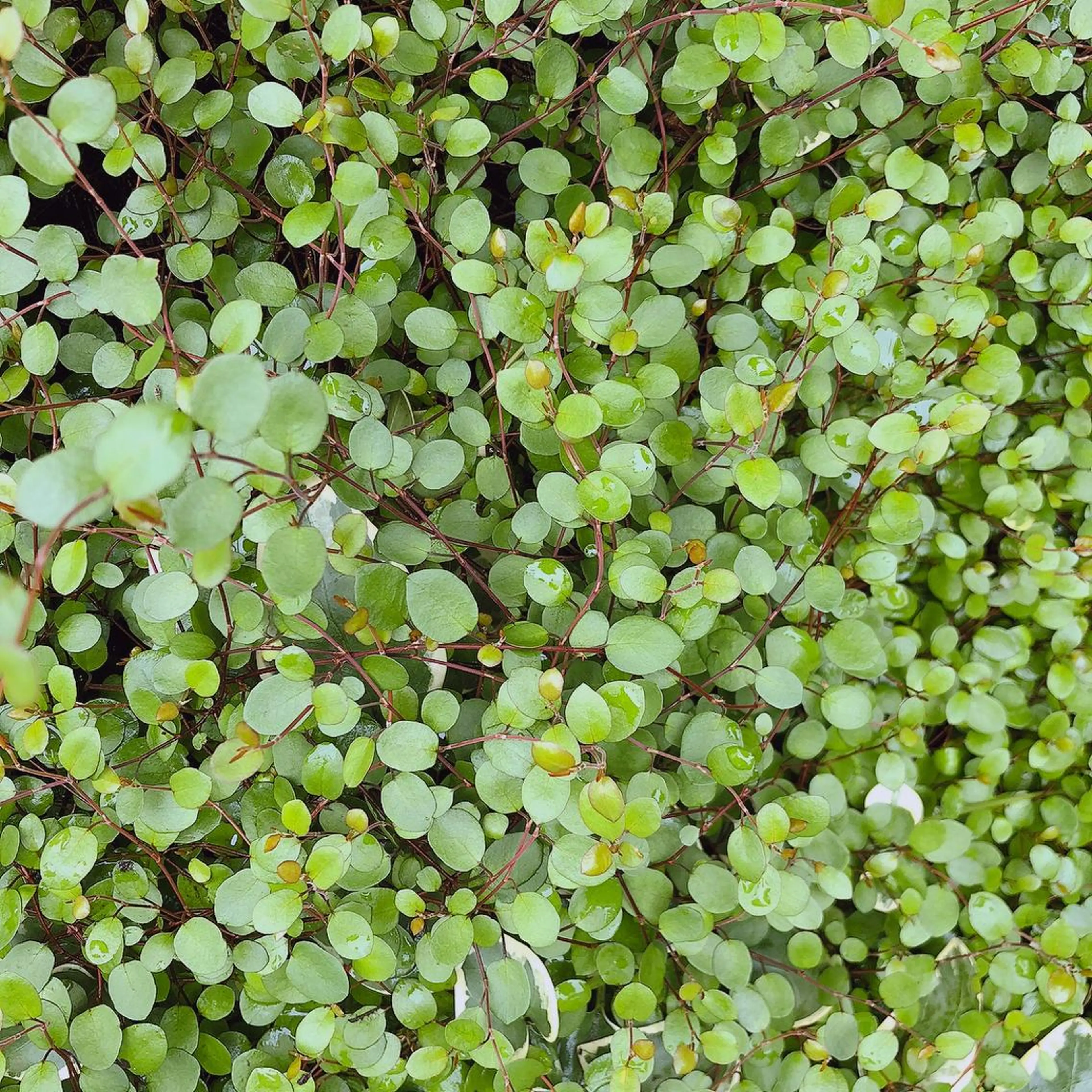 マツエク・マツパ なかむら 🪡のマツエク・マツパデザイン