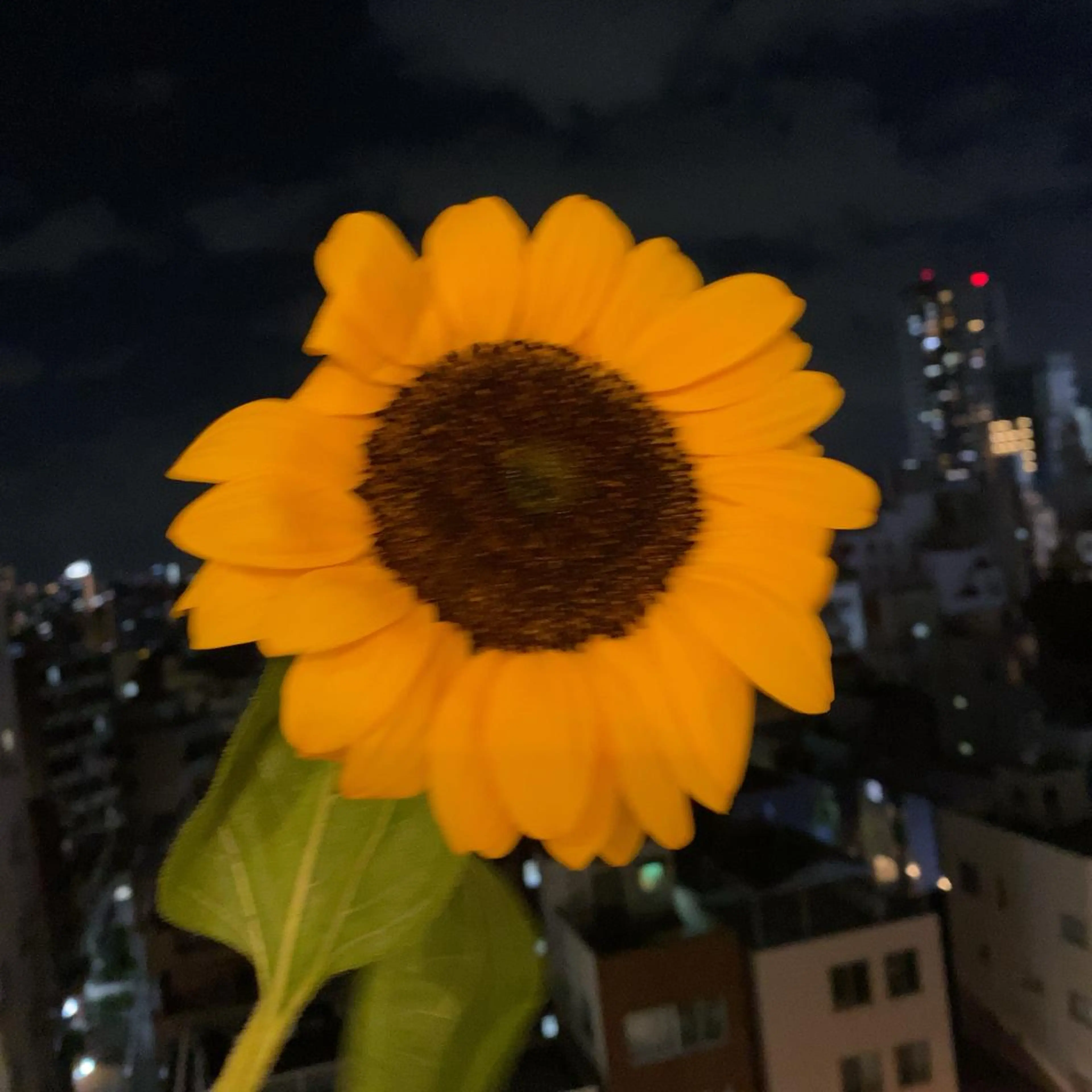 神山 ビューティー・アイのマツエク・マツパデザイン