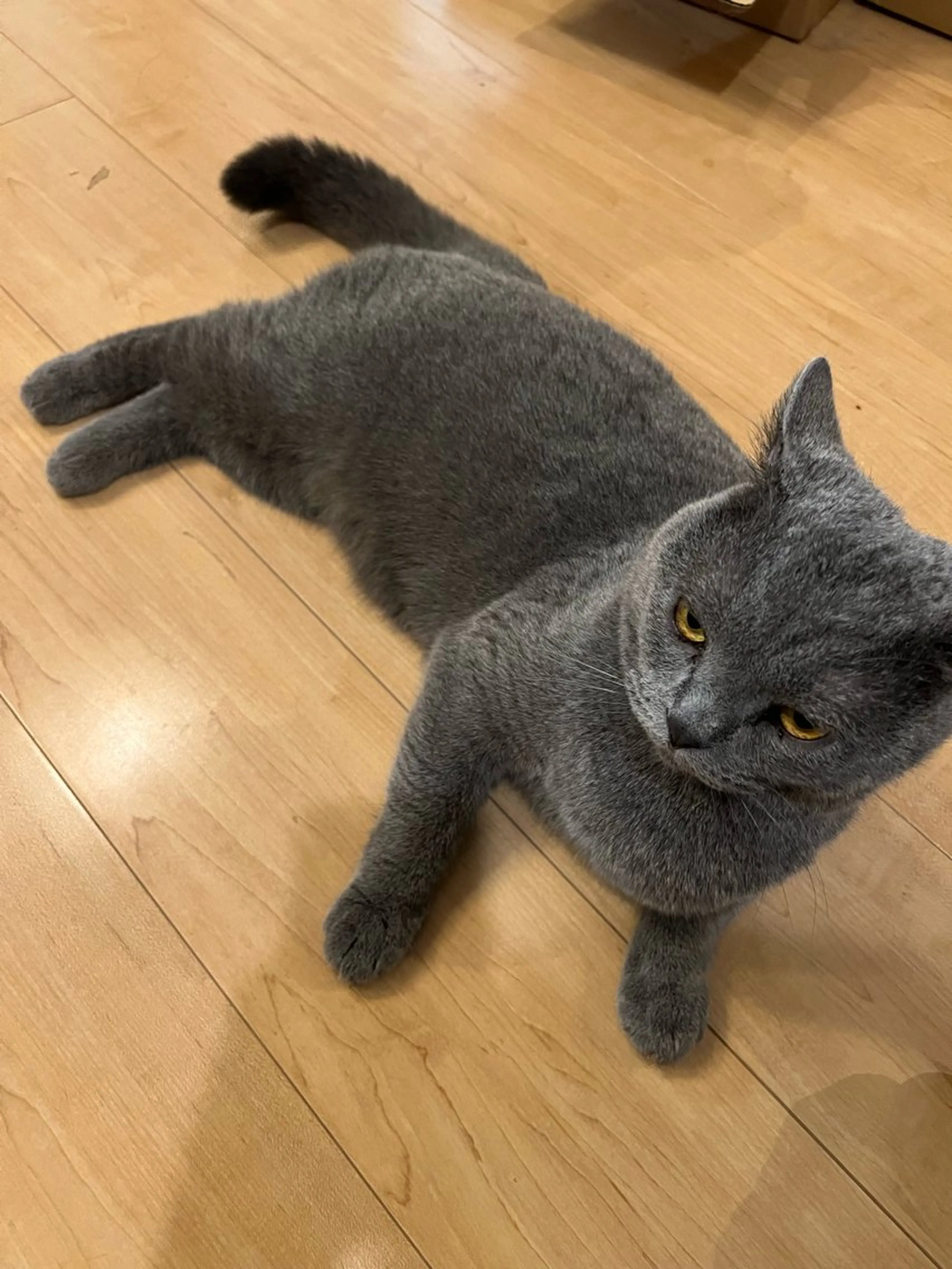 カット ヘアカラー トリートメント 大谷 真祈/似合わせ /ハイライト玄人のヘアスタイル