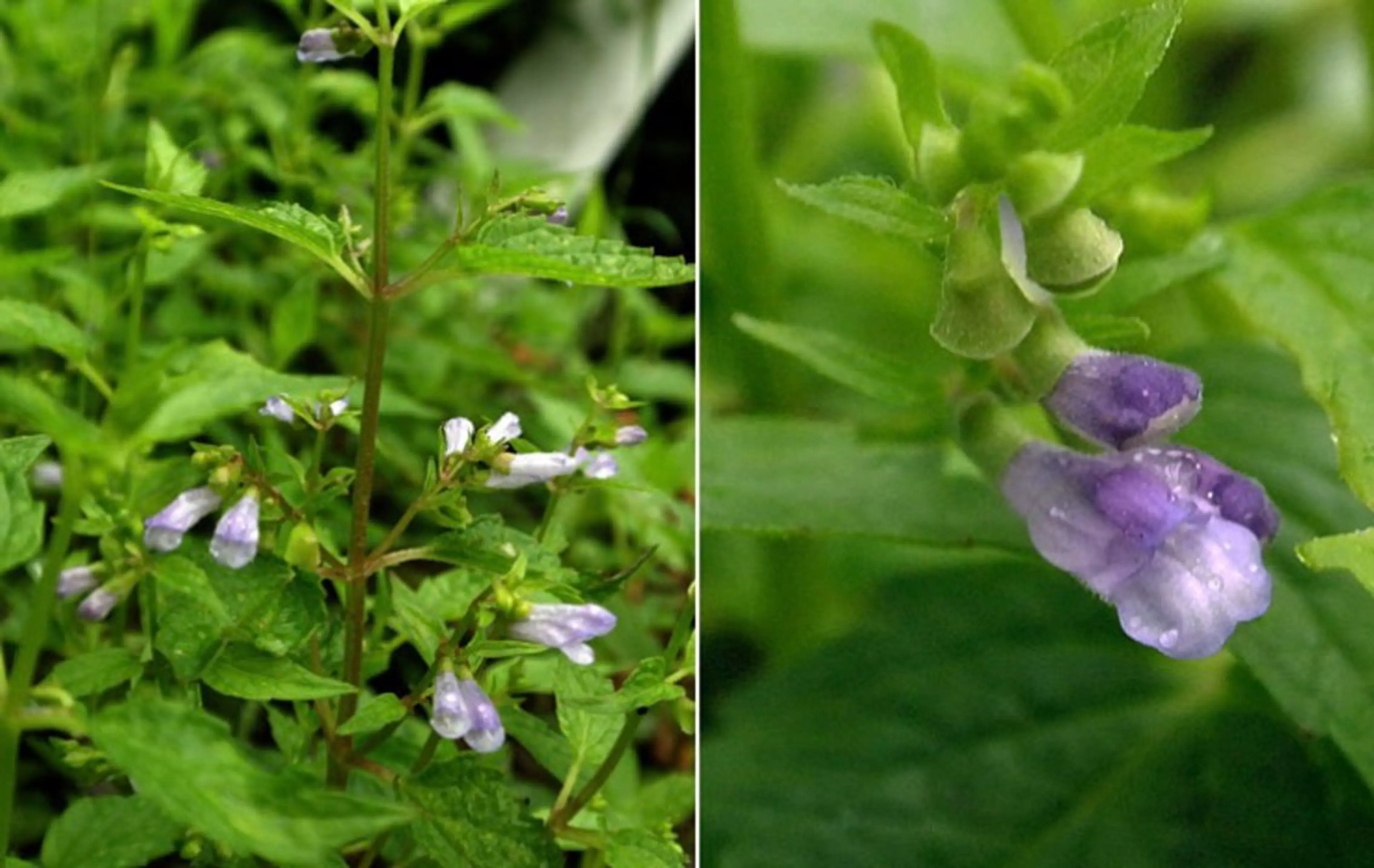 香りの家ローズマリー 🌿アロマリンパのエステ・リラクイメージ