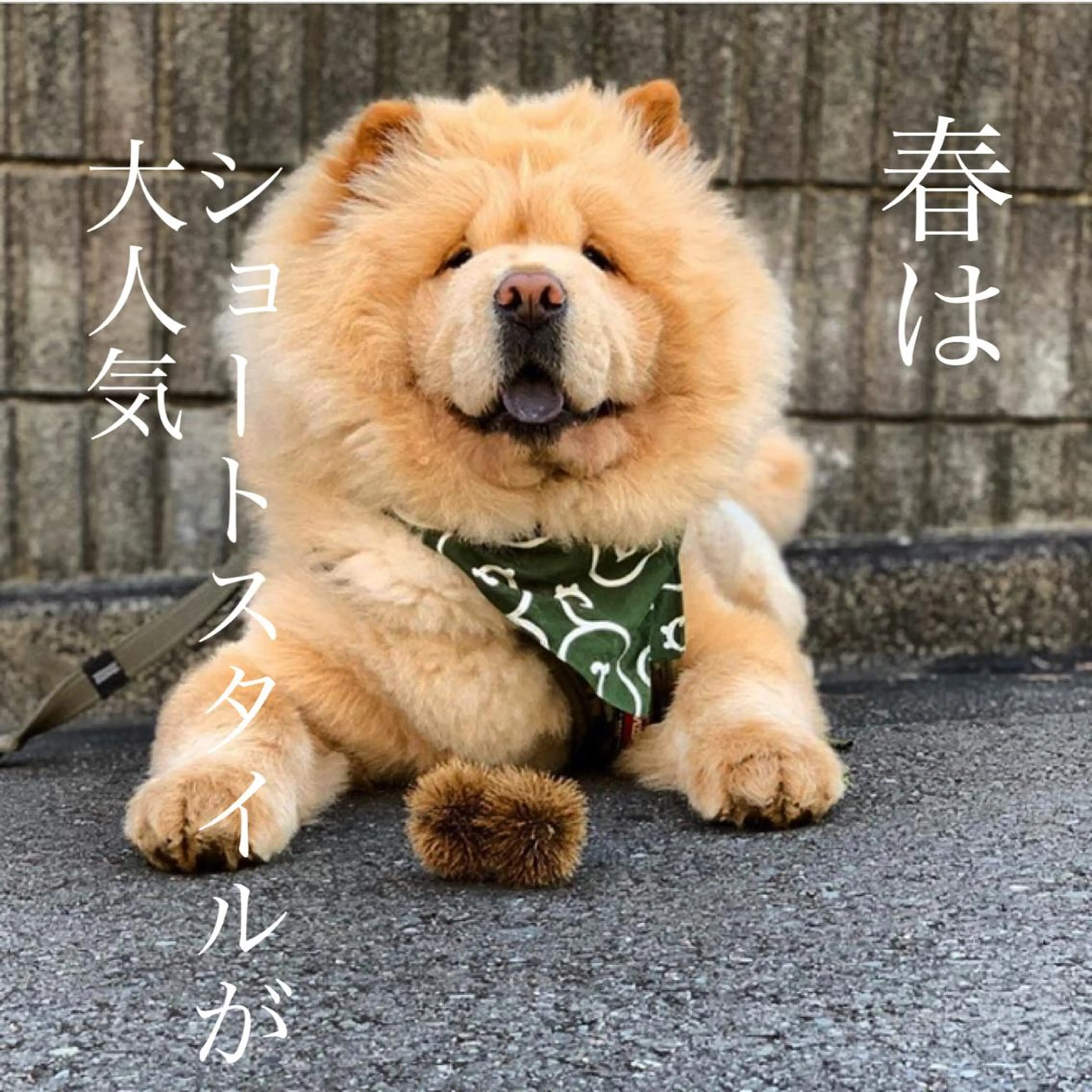 ショート カラー ヘアアレンジ ネイル マツエク・マツパ 透明感カラー ハイライトカラー 外国人風カラー ハイライト 学生 夜23時まで予約🉑 reverieあきらのヘアスタイル