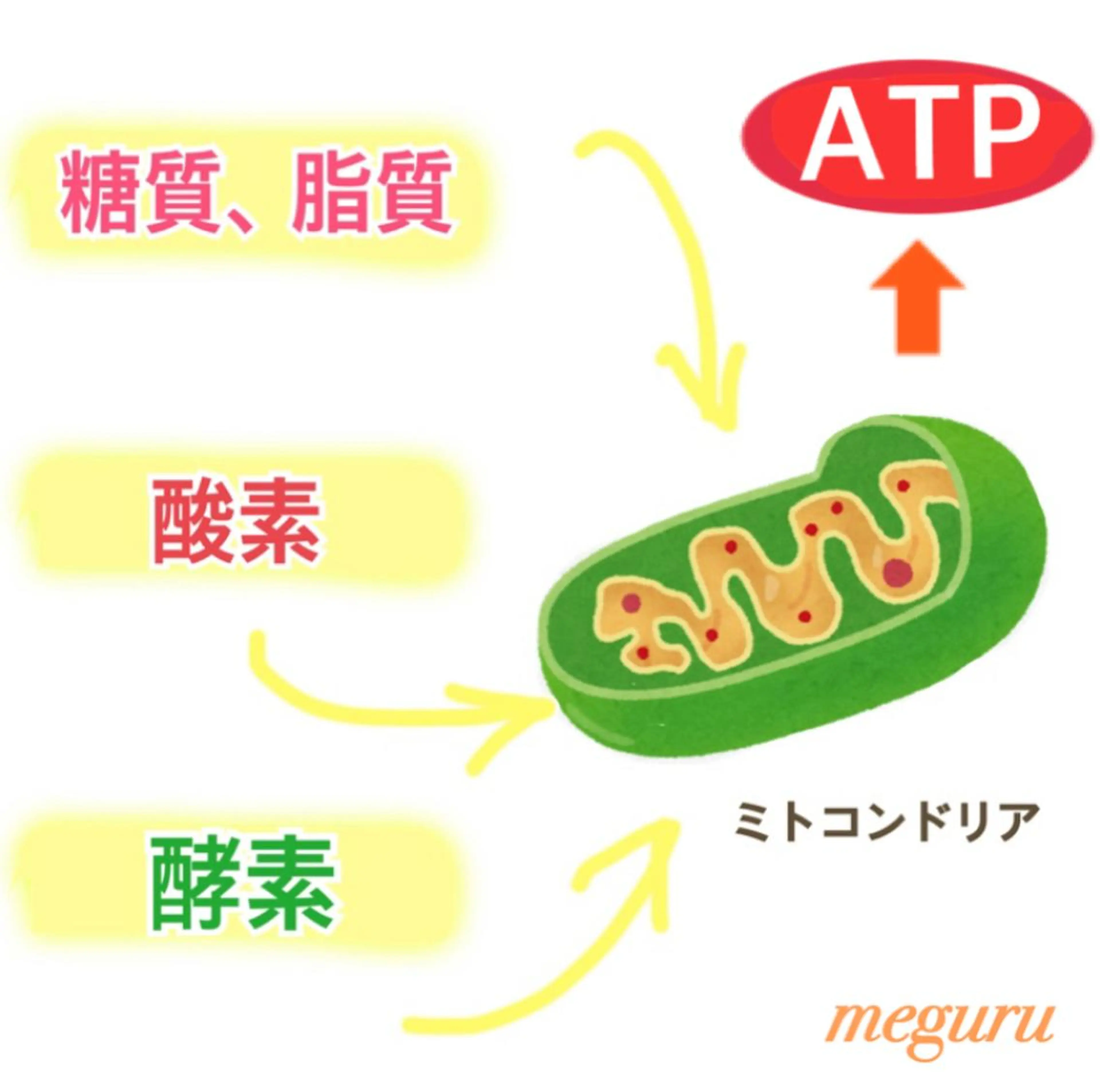 ショート カラー パーマ ヘアアレンジ メンズ キッズ ネイル マツエク・マツパ 赤色 ‍痩身＆ボディ 結果出し🌟丹野のエステ・リラクイメージ