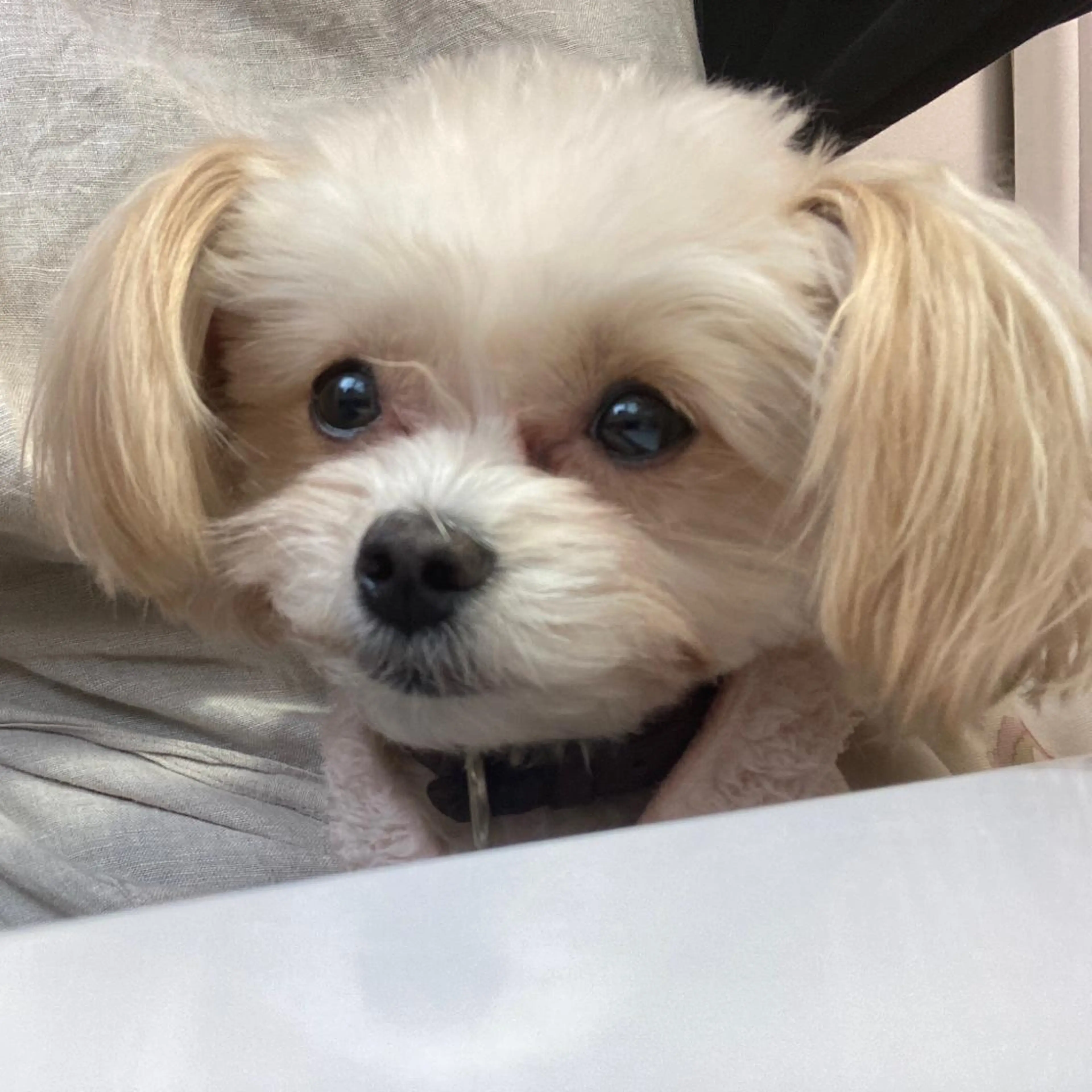 ネイル アートネイル オーロラネイル べっ甲ネイル ブルー ボルドー フットネイル 韓国ネイル/新大久保 4分　【Toko】のネイルデザイン