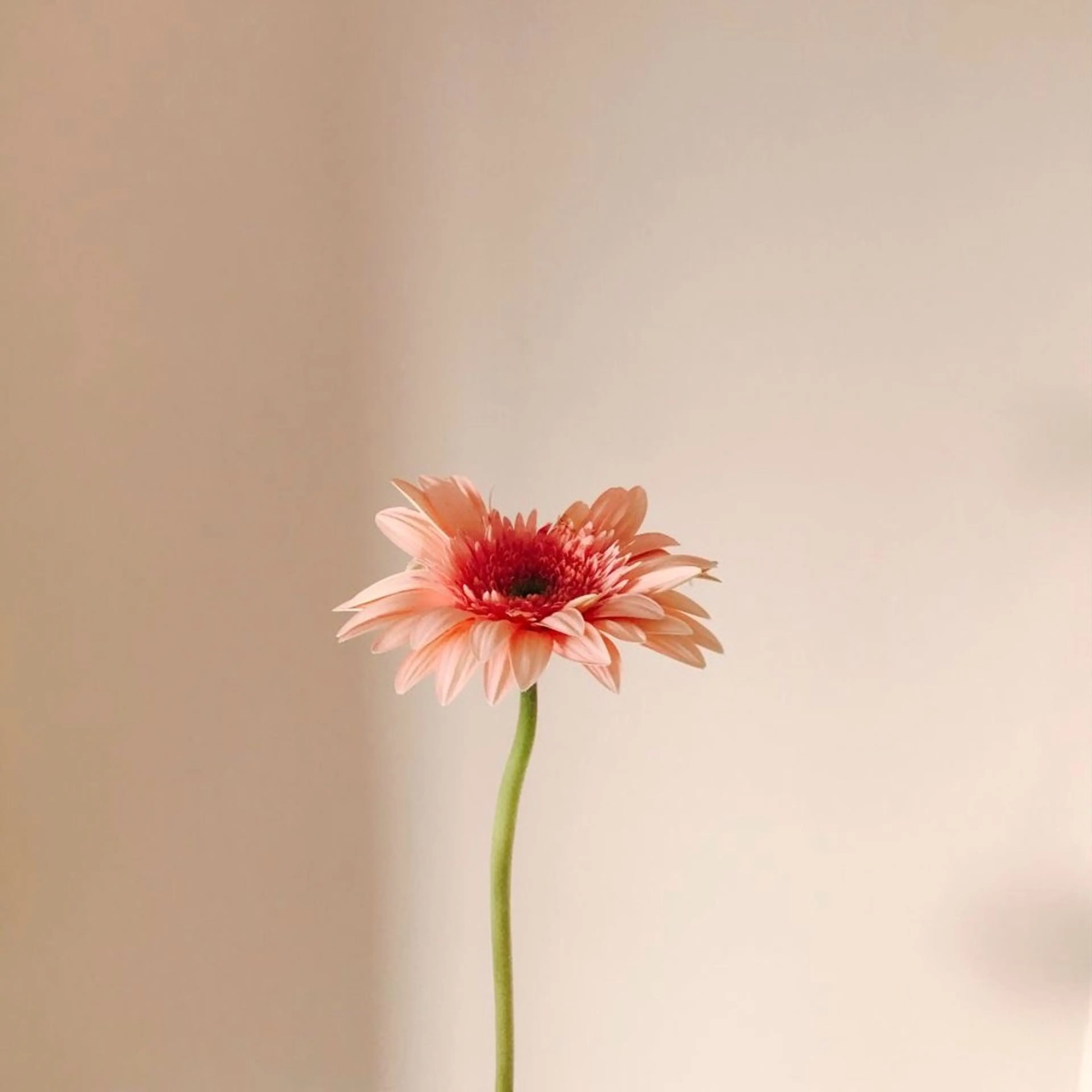 I'm🦋.*˚ MOE.Tの眉毛・アイブロウイメージ