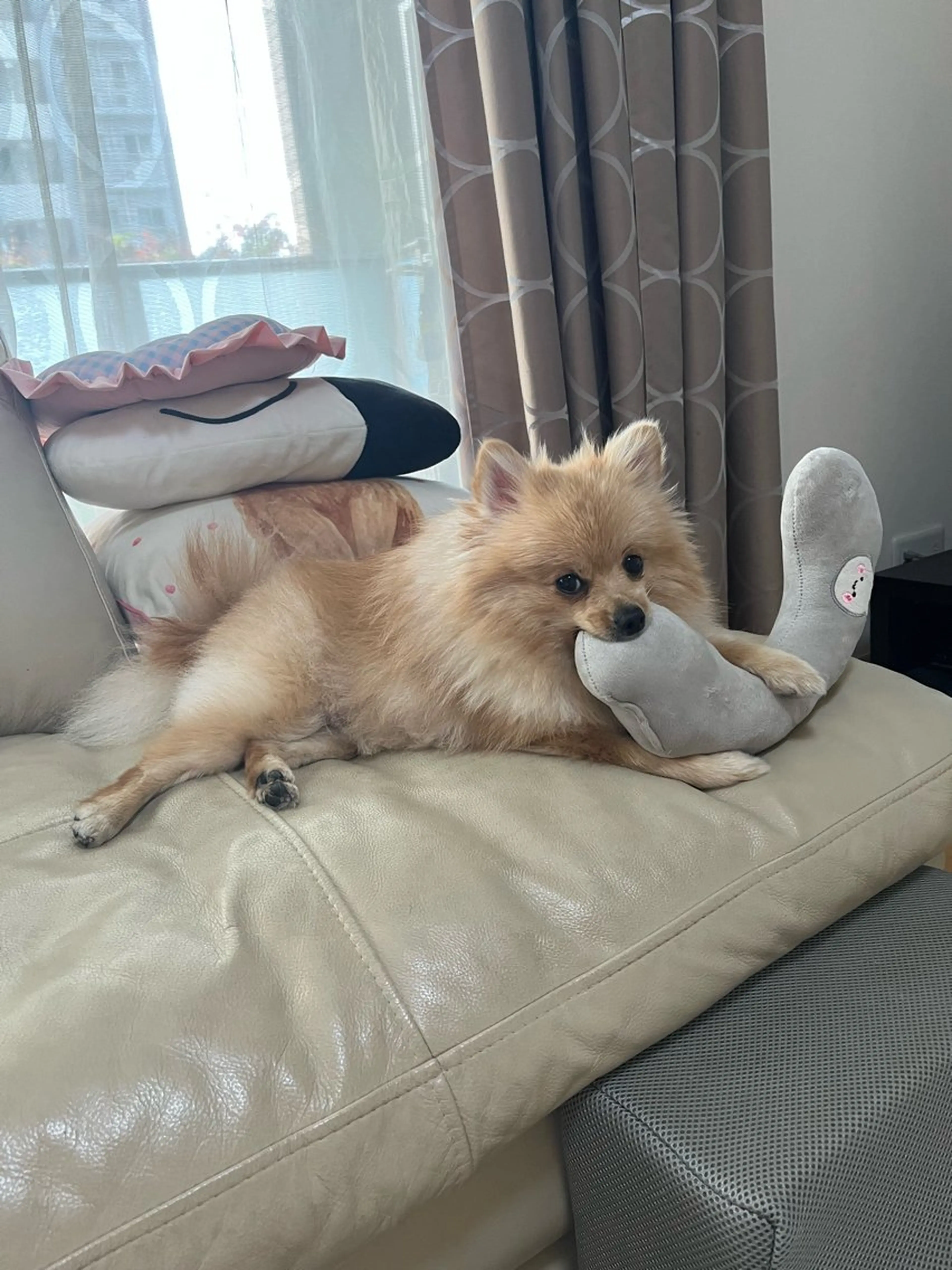 紙屋 隼人のヘアスタイル