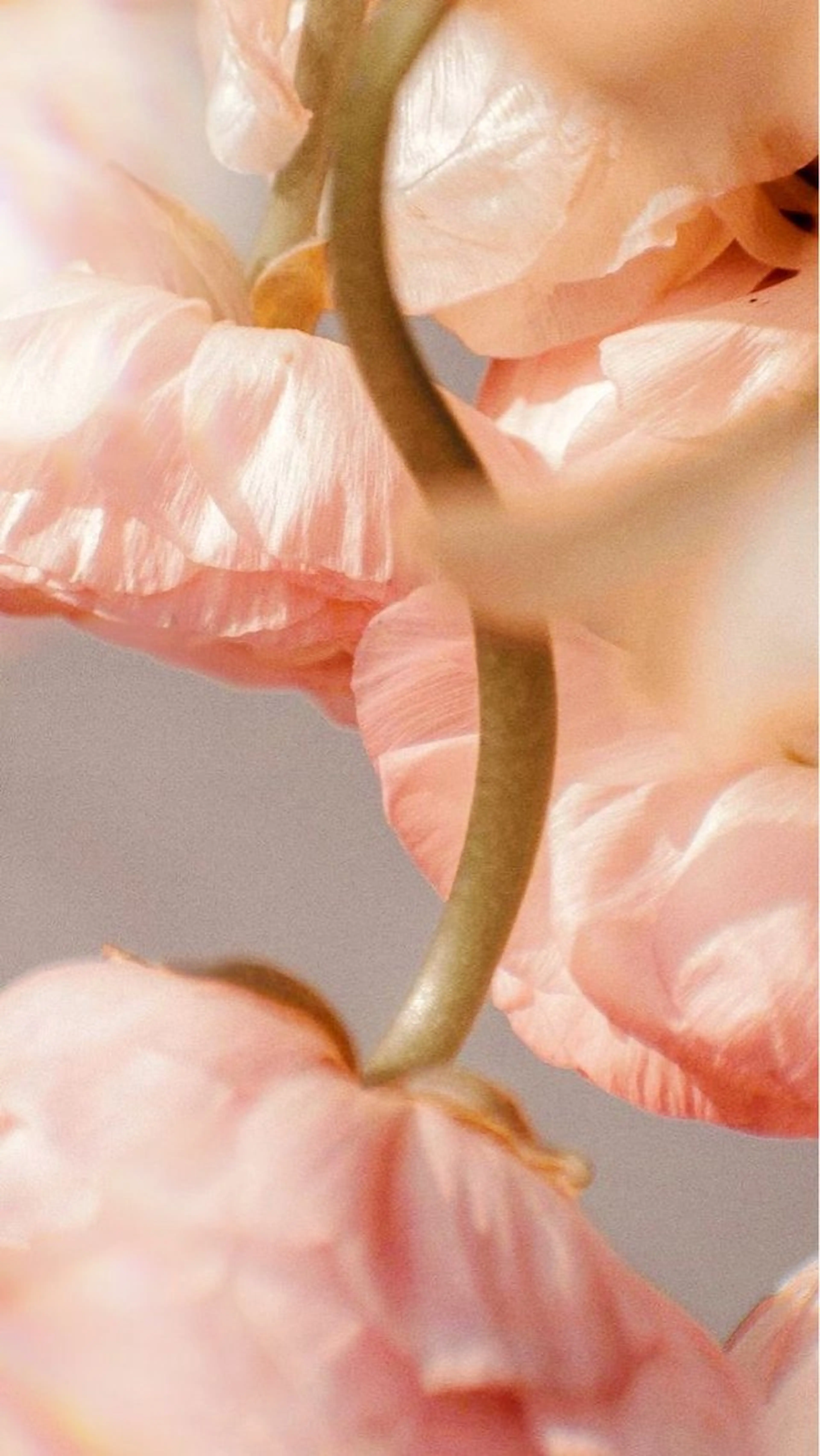 丸山 愛万音のヘアスタイル