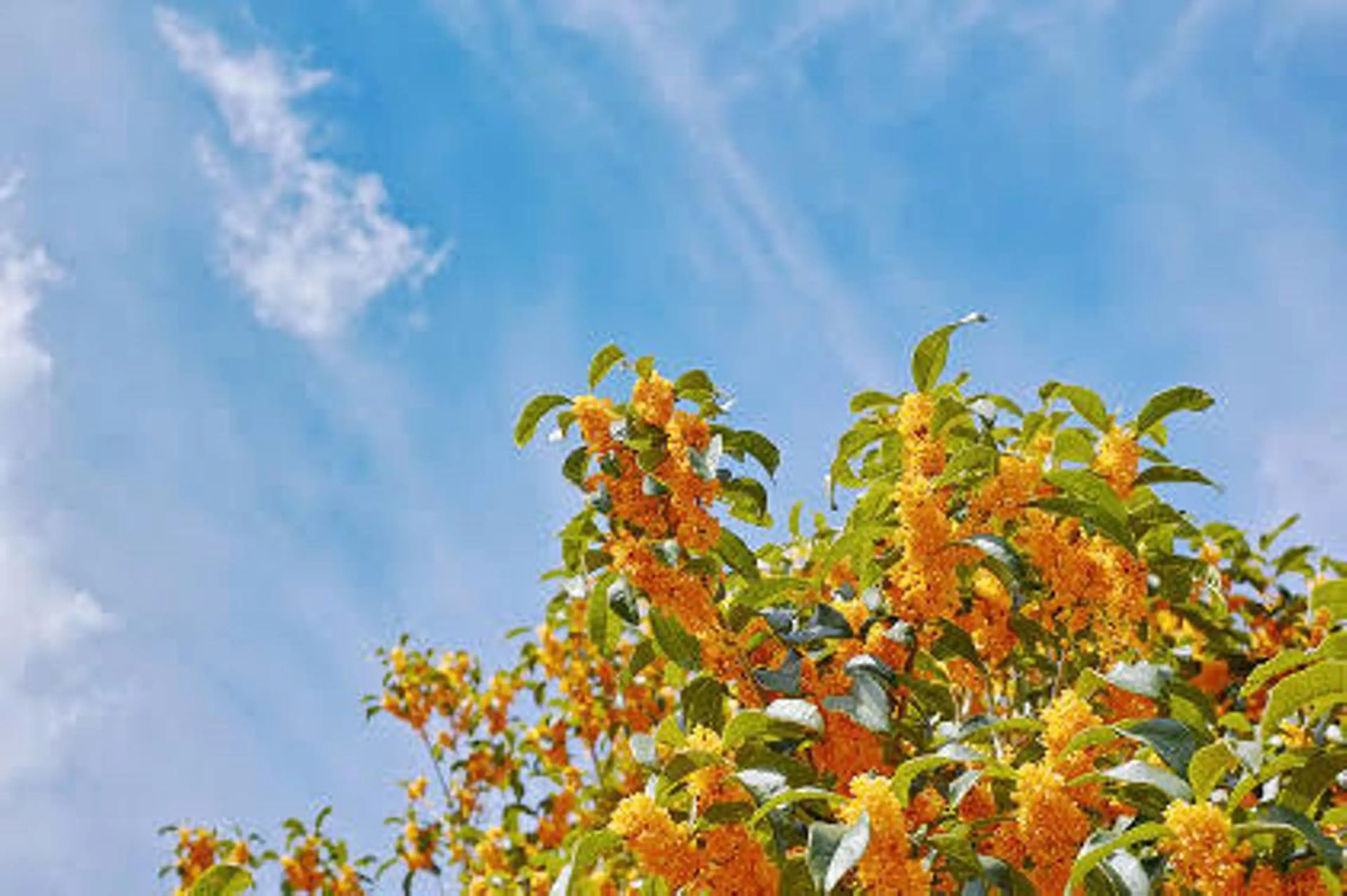 あらい ゆうじろうのヘアスタイル