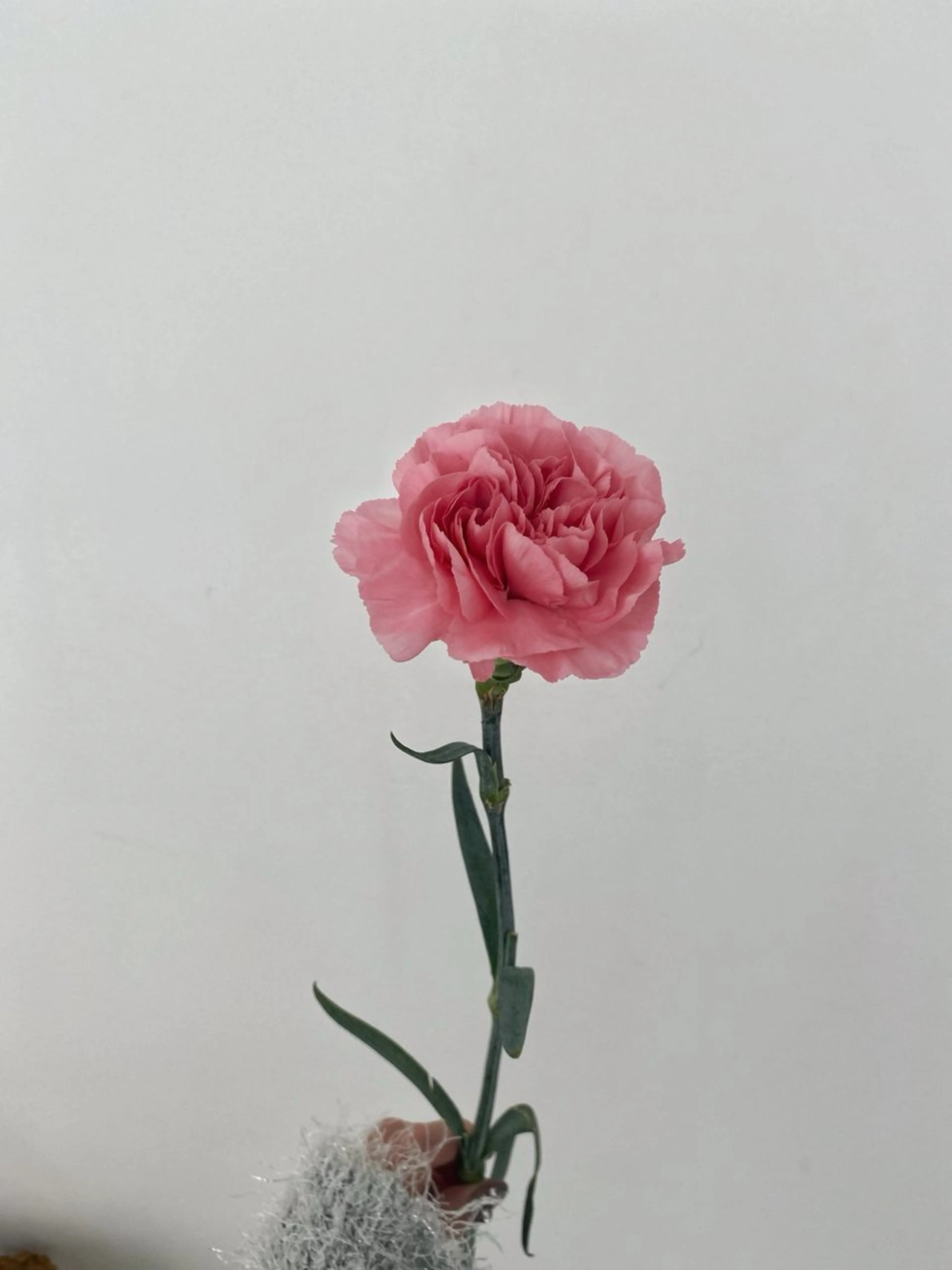 ヘアカラー トリートメント 🌻花屋併設🌻濱 幸帆のヘアスタイル