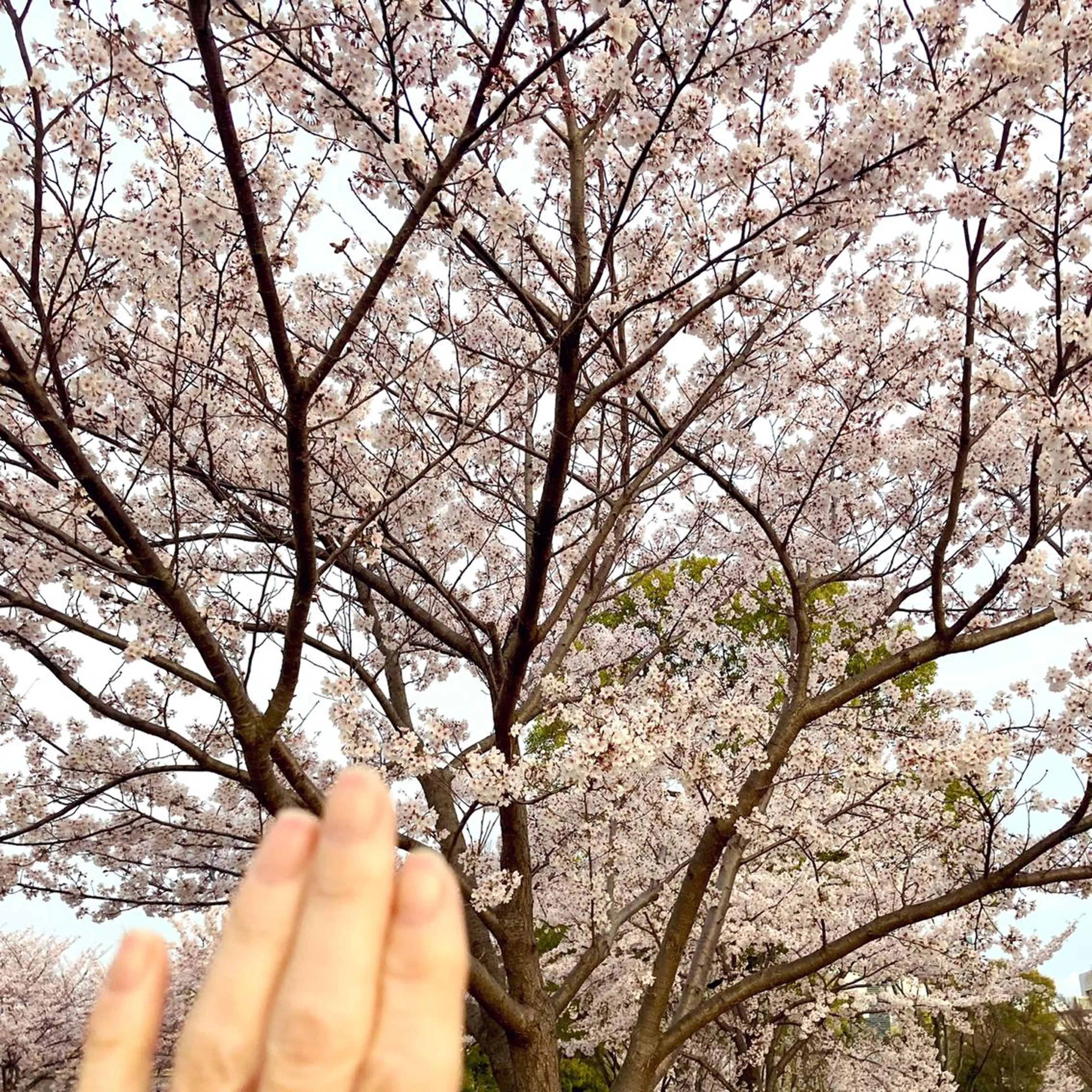 ネイル グリーン 春ネイル ケアリスト🍀 マリユキのネイルデザイン